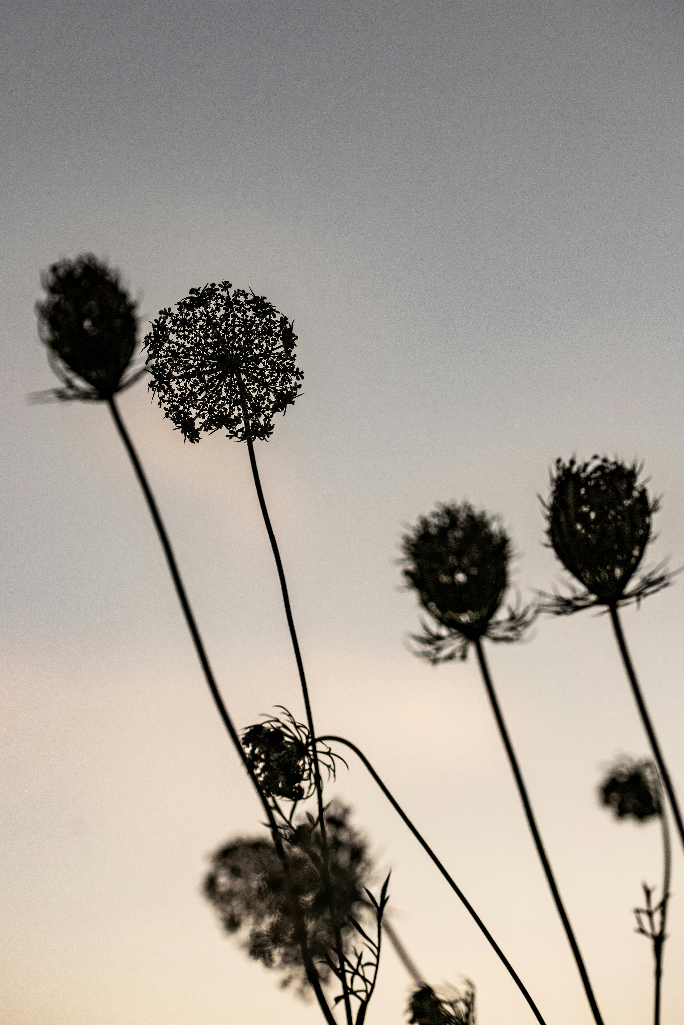 Dried queen anne's lace silhouettes against a subtle sky.