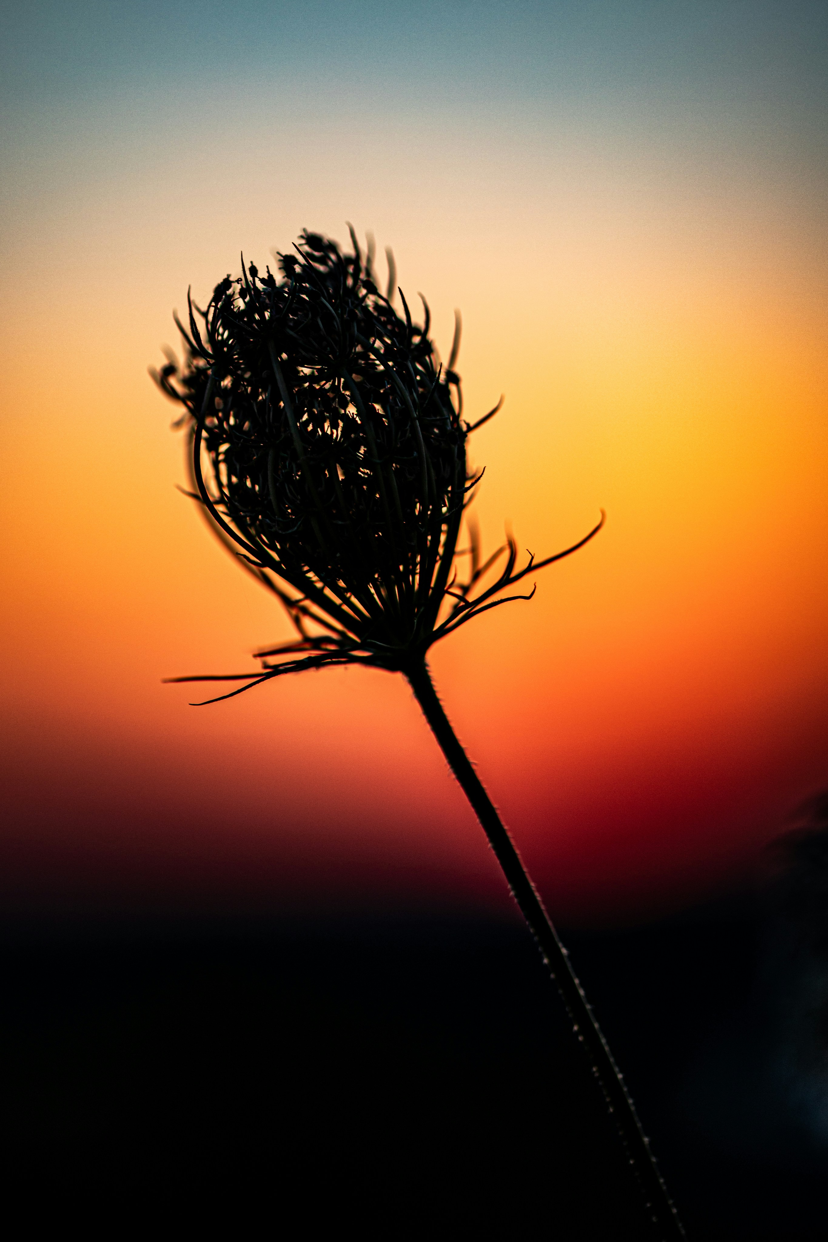 Silhouette of a plant against a vibrant sunset sky.