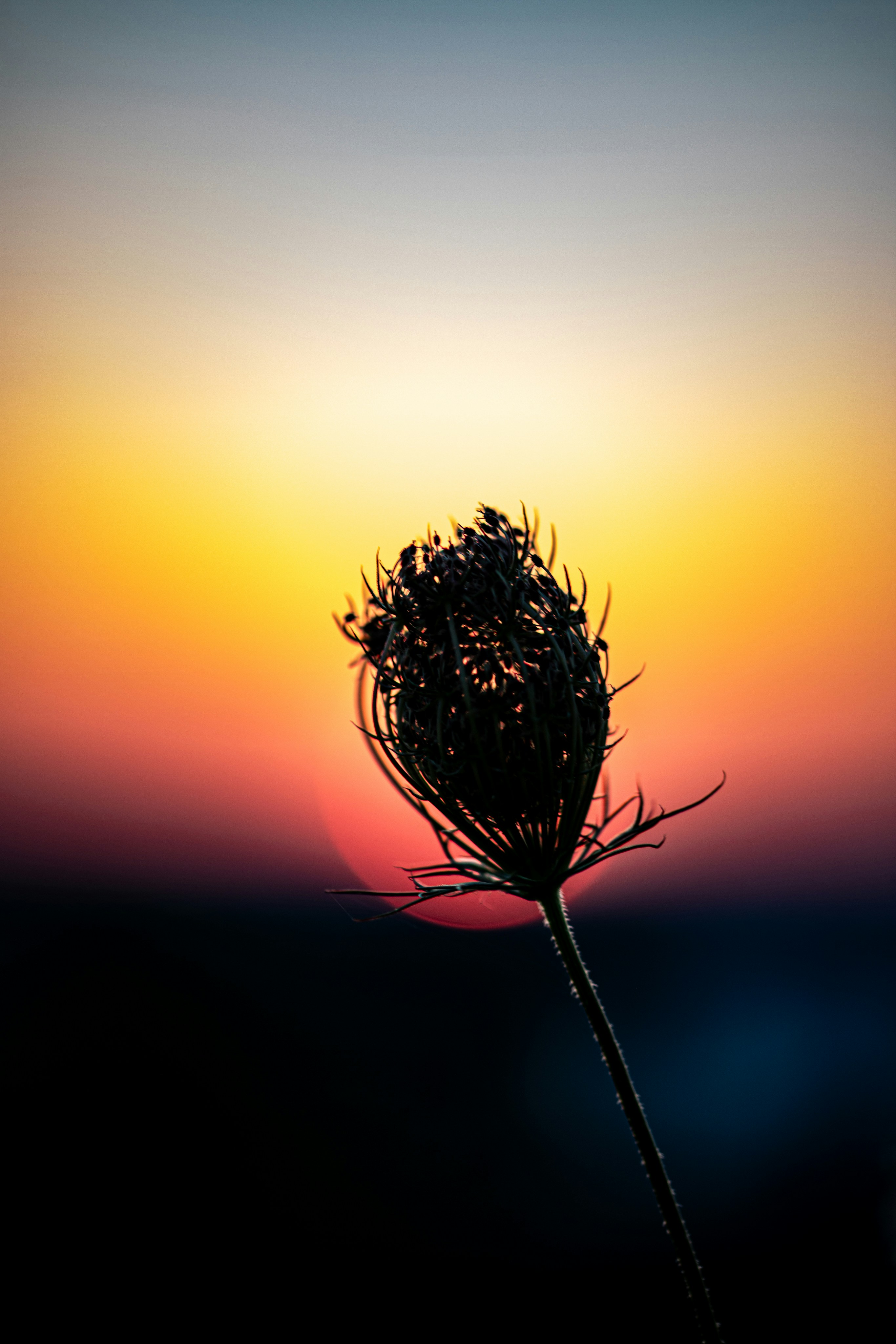 A plant silhouette against a vibrant sunset sky.