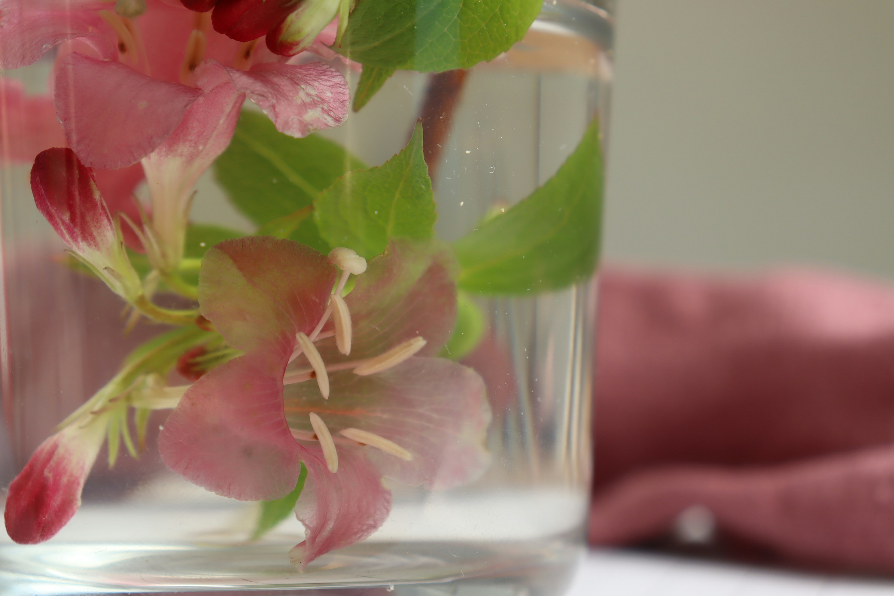 Flowers Rose Gold, Pink And Green; Fresh Spring Plum Flowers | Xiii Full HD Wallpaper #3644