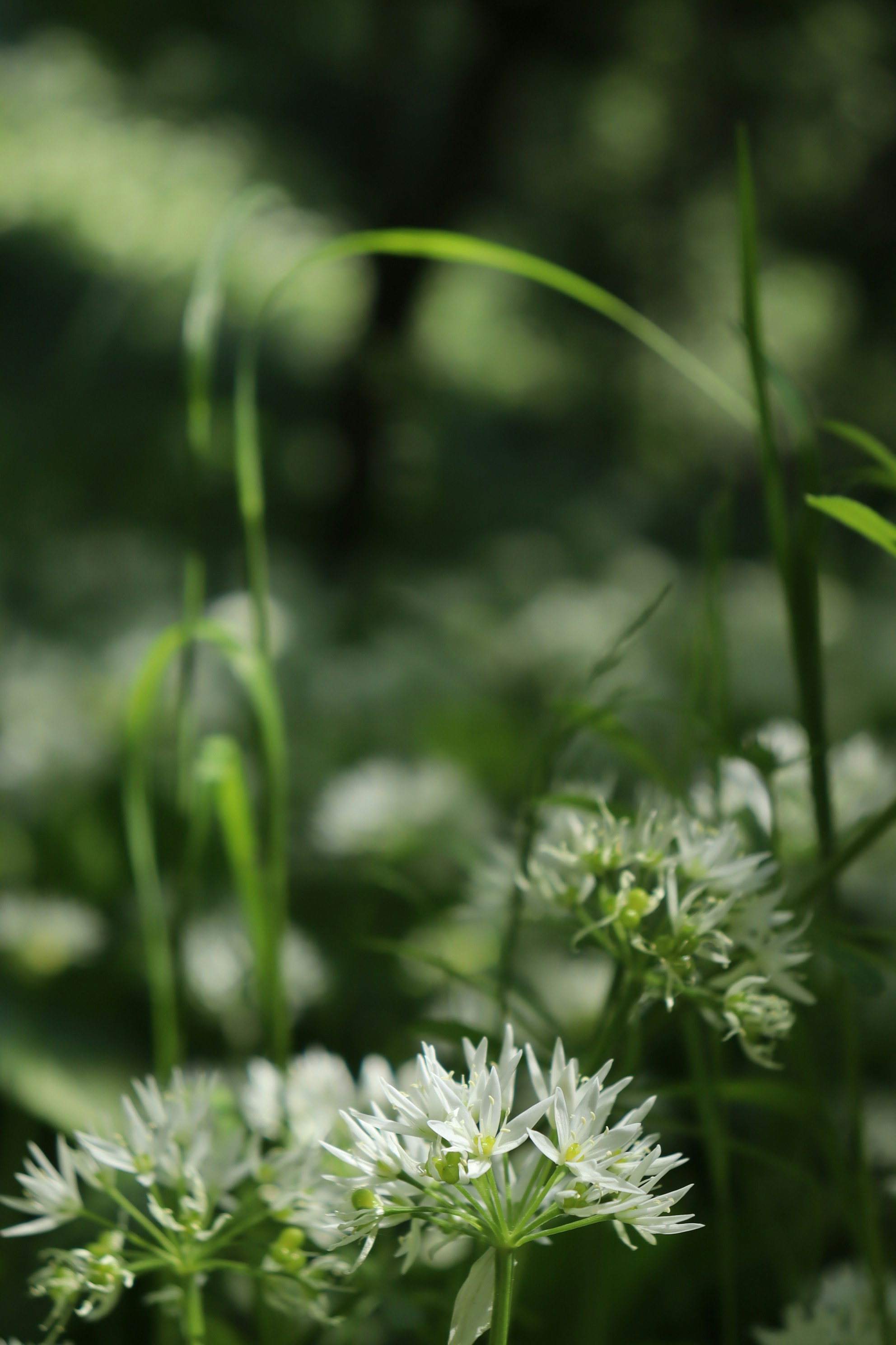Weiße Wildknoblauchblüten, die in einem üppig grünen Wald blühen.