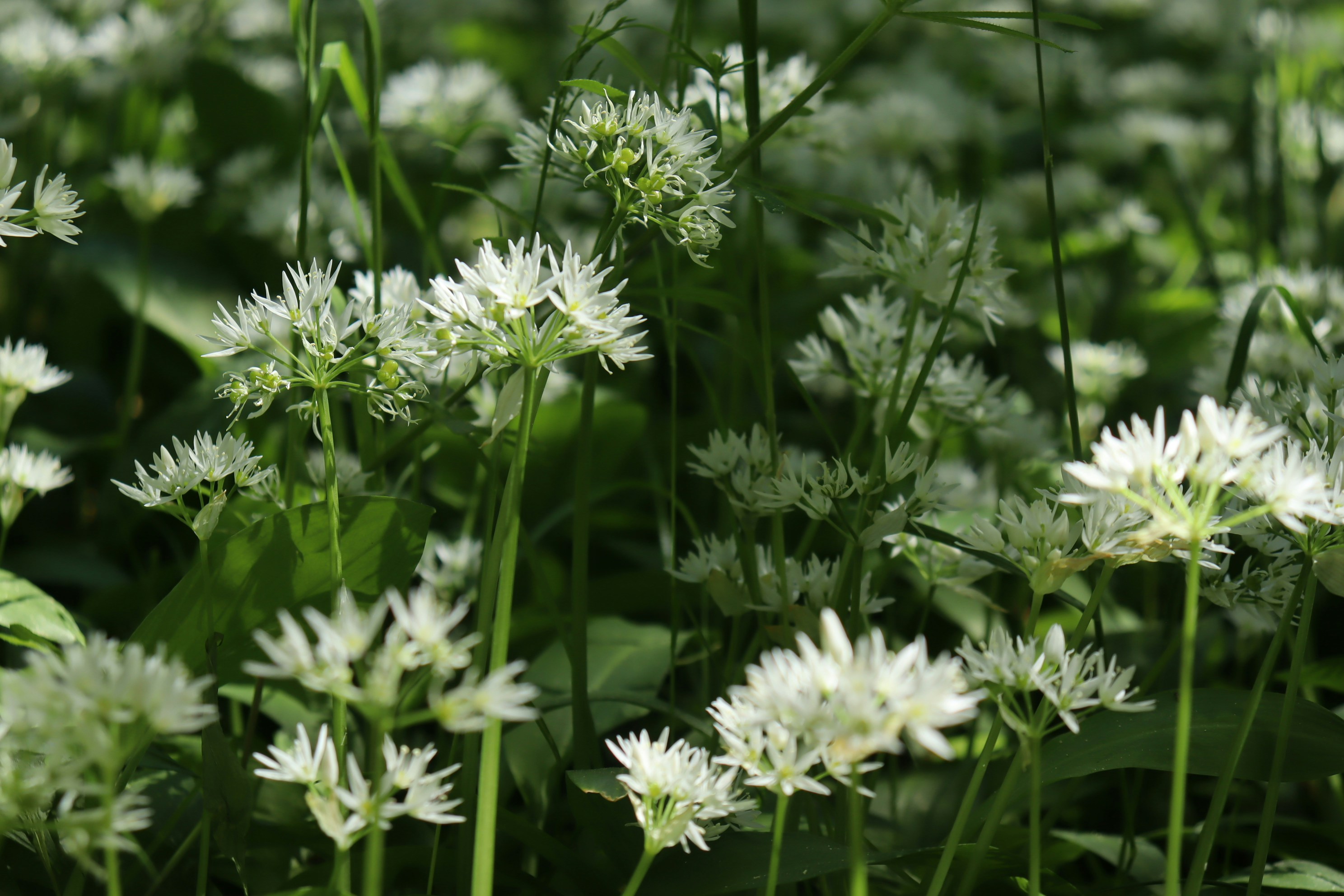 Ein Feld mit weißen Wildknoblauchblüten, die im Frühling blühen.
