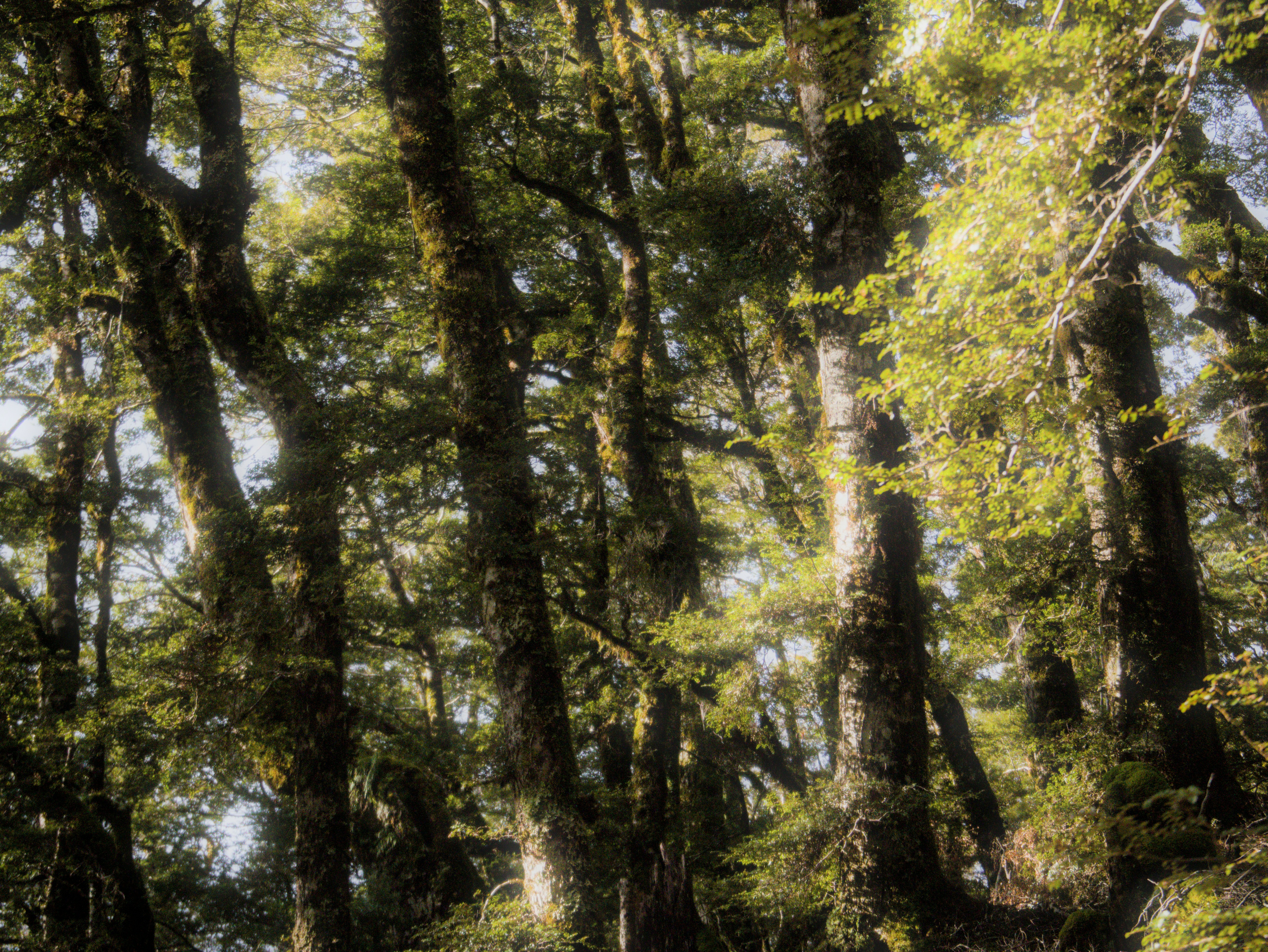 Nature Sunlight Streaming Through The Beech Forest 4K Wallpaper #3497
