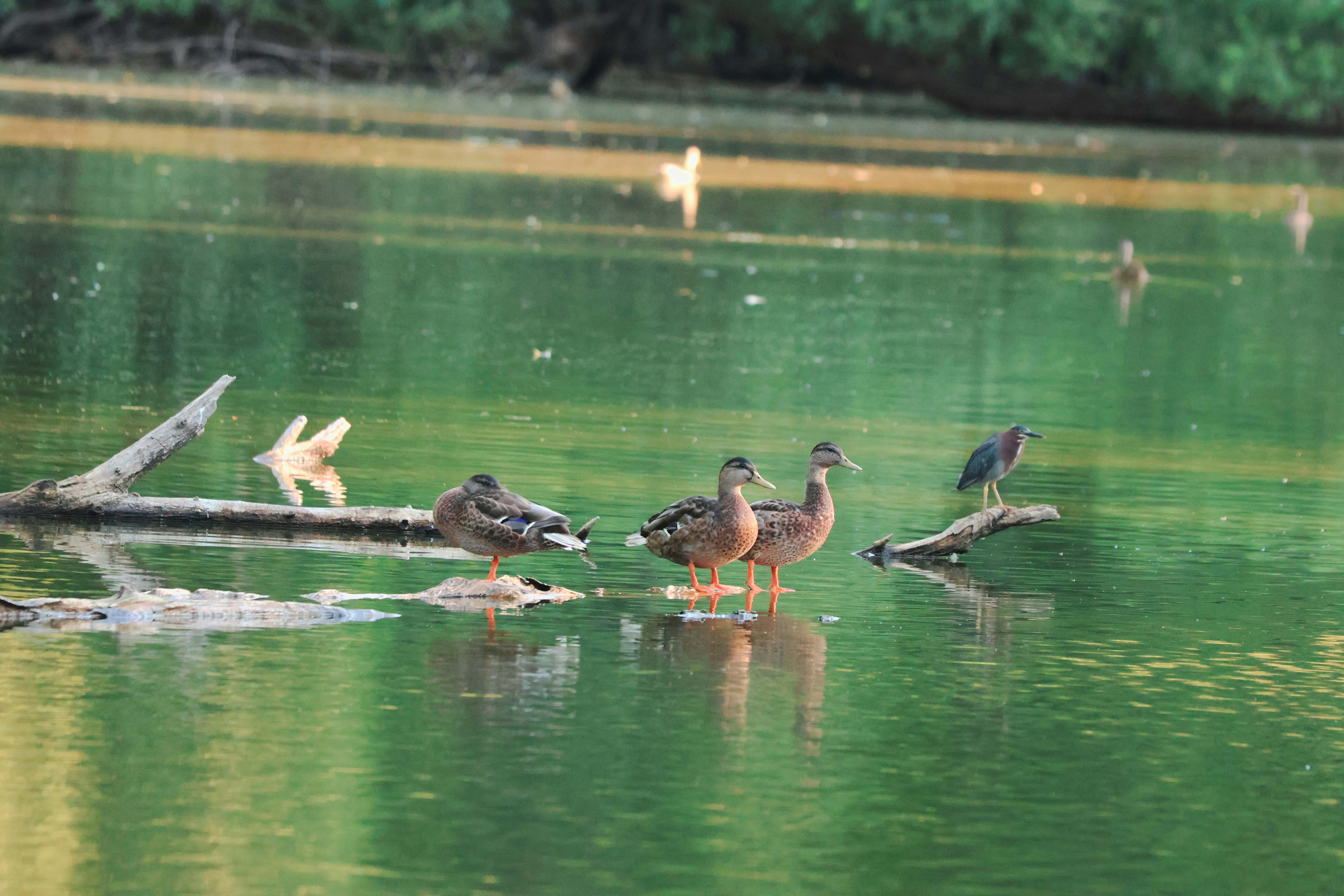 Ducks and a bird standing on logs in green water