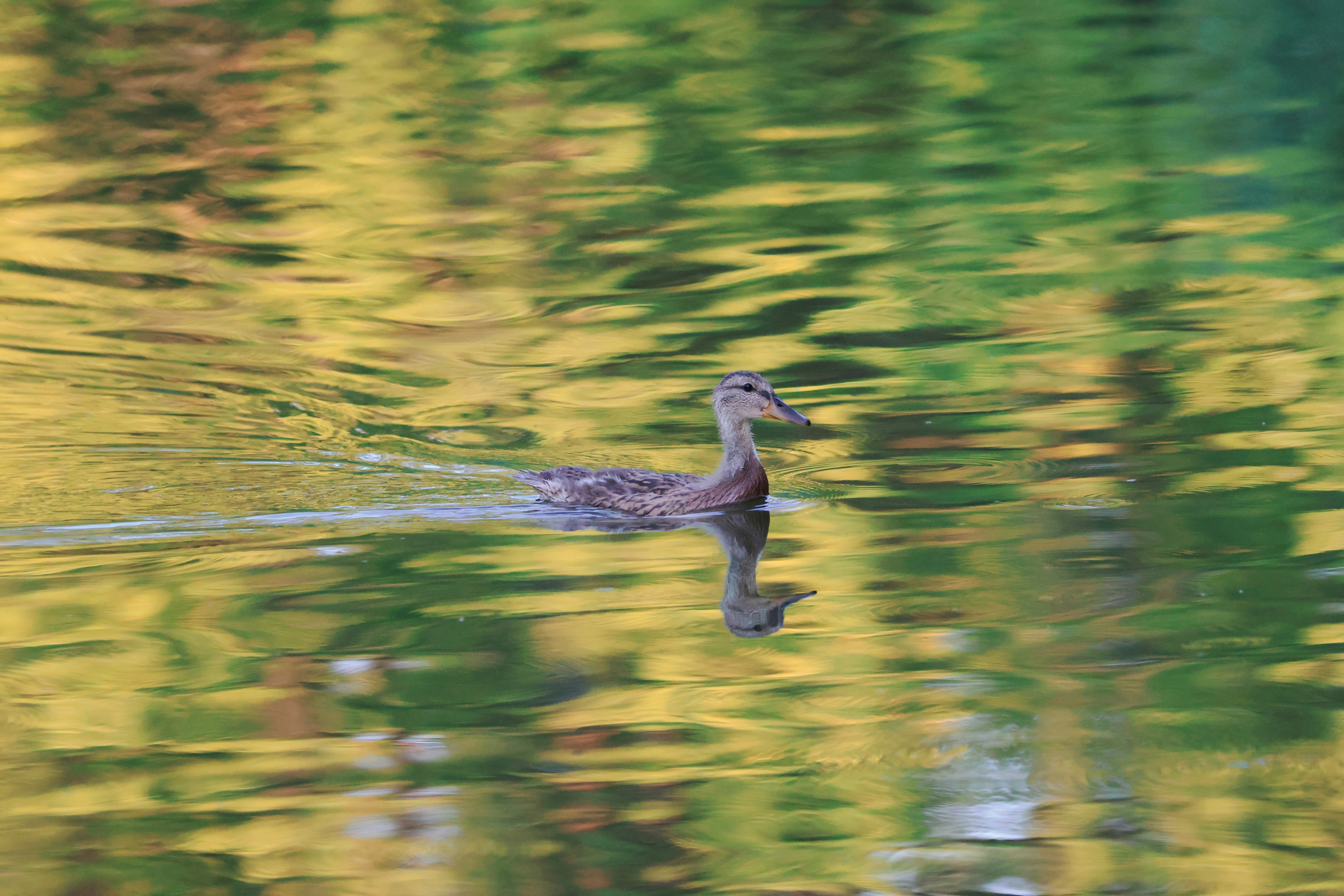 A duck swims on water with colorful reflections