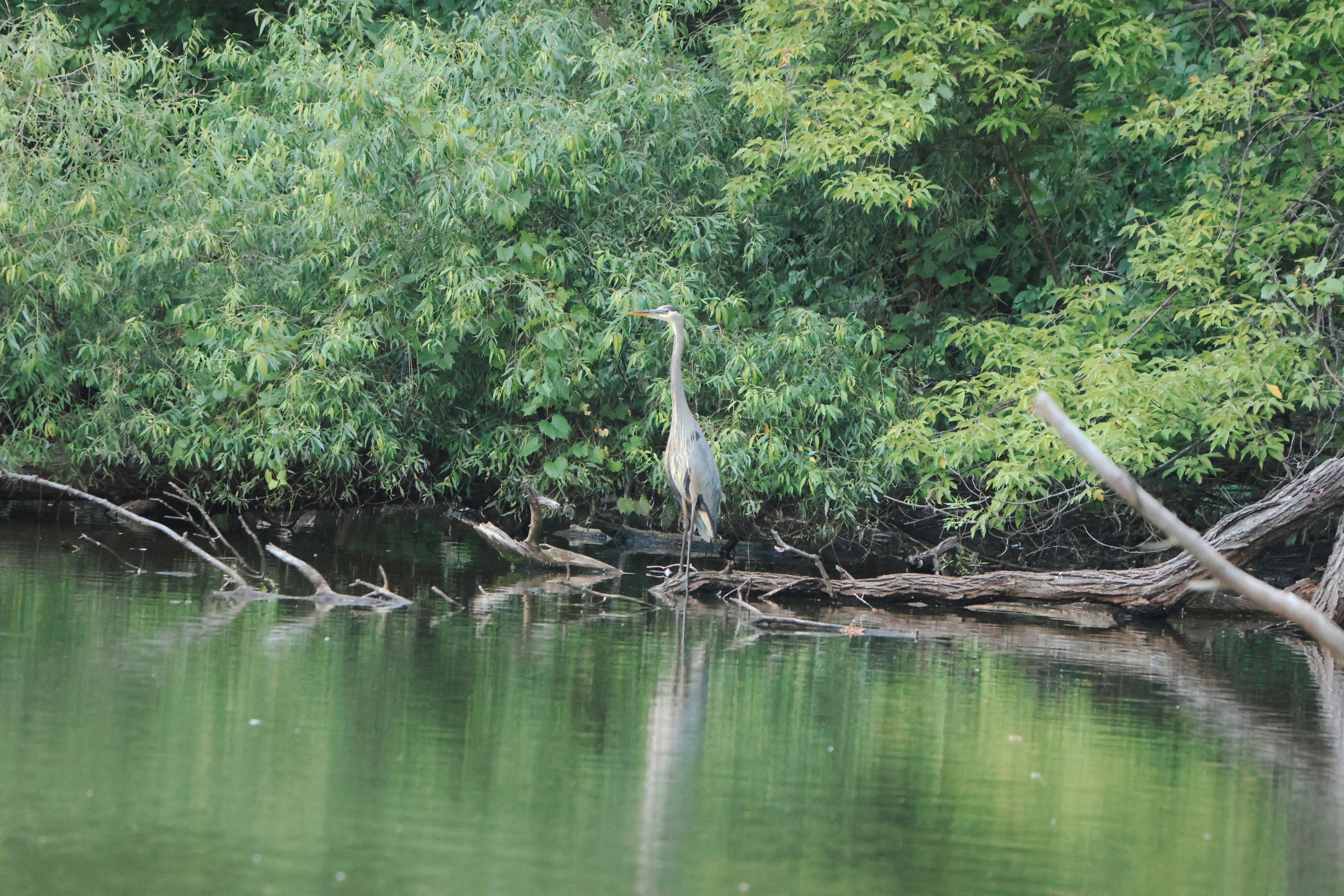 A heron stands on a log in calm water