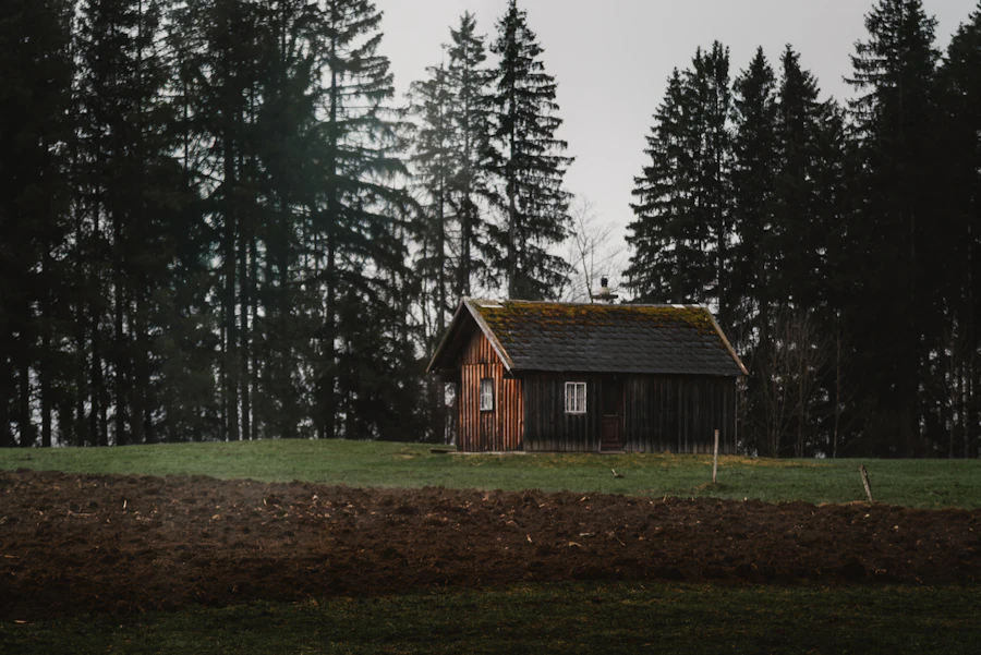 Wooden cabin in a clearing beneath tall evergreen trees