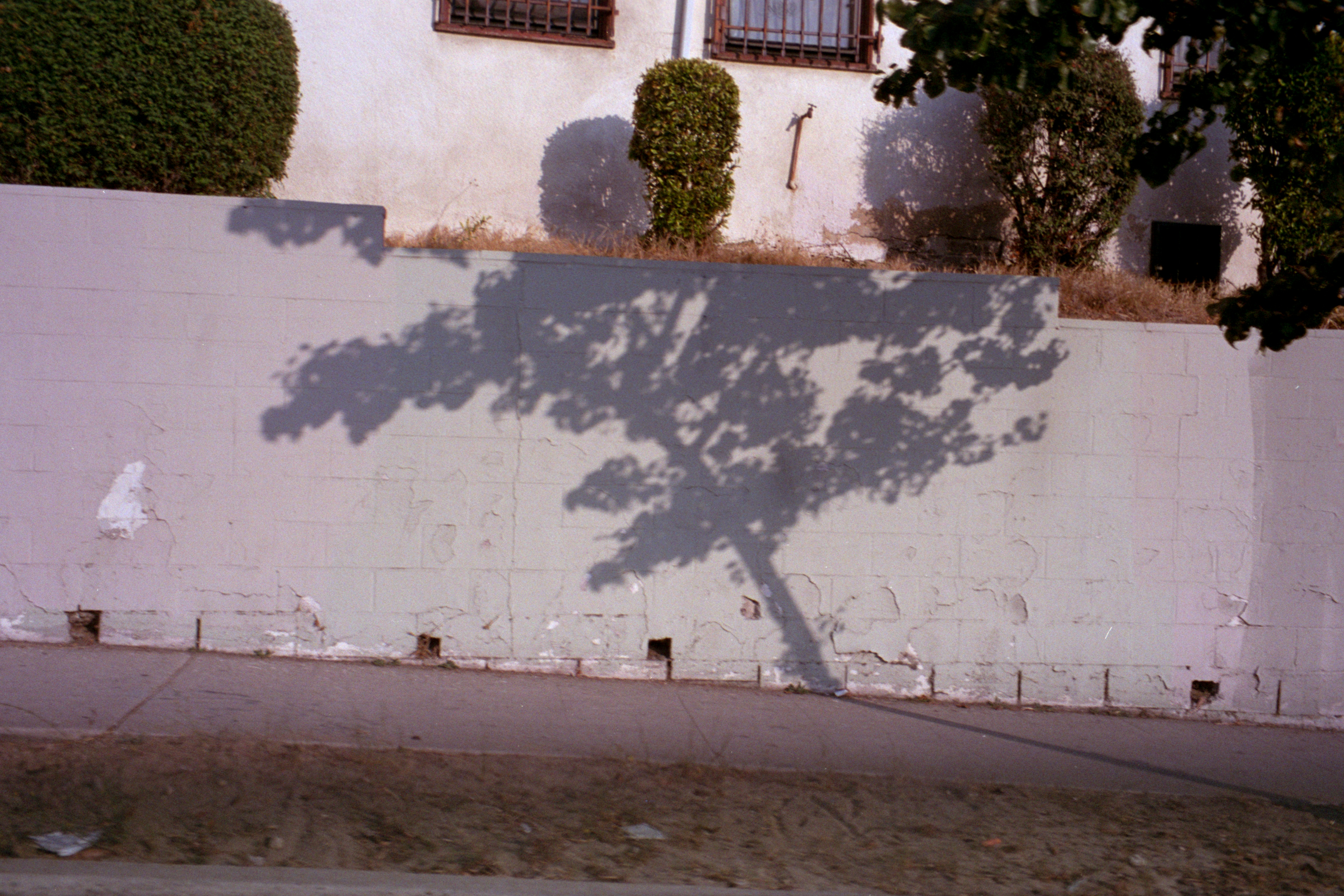 Nature Large Tree Shadow Projected Onto A Textured Wall. 4K Wallpaper #3280