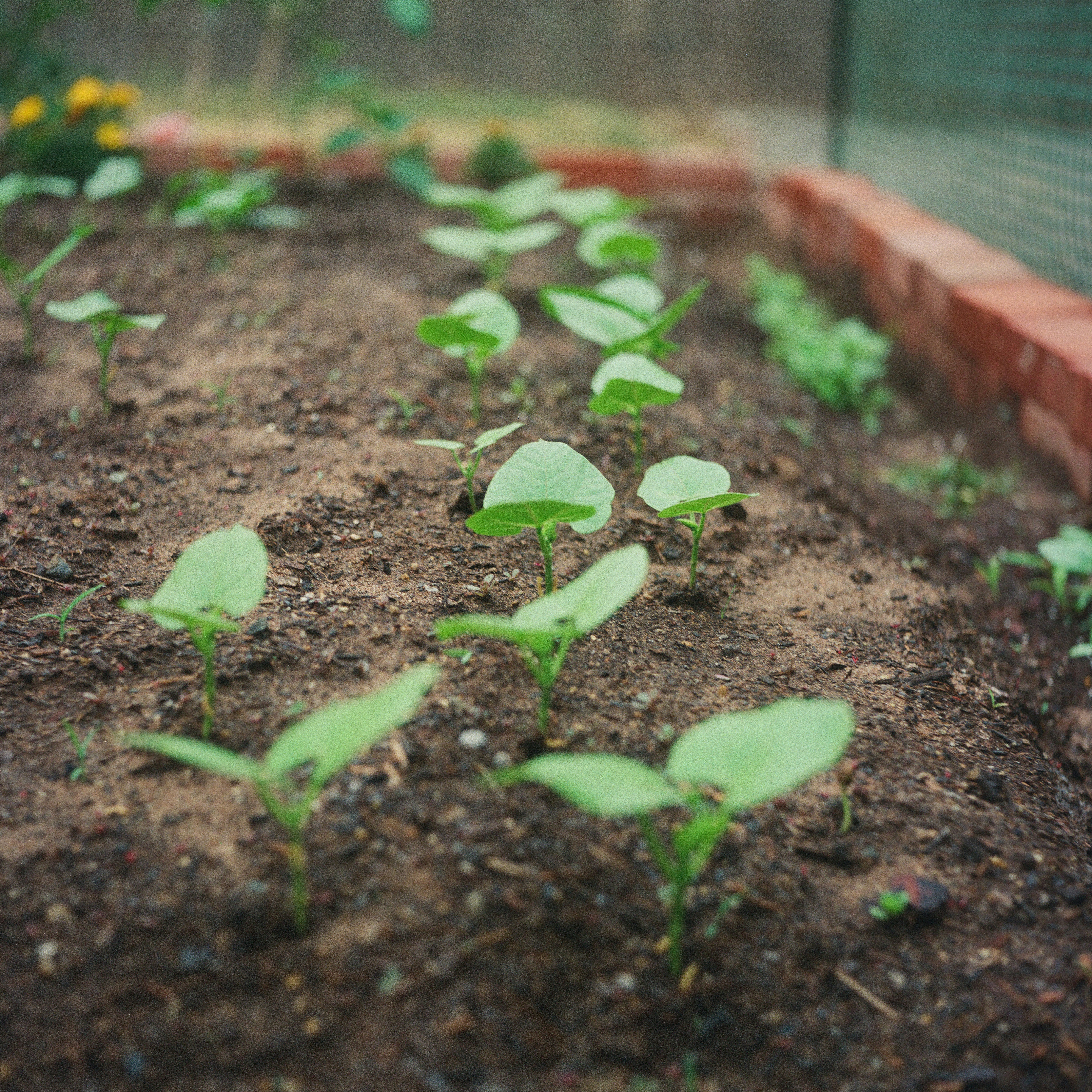 Small green seedlings growing in rows in a garden bed.