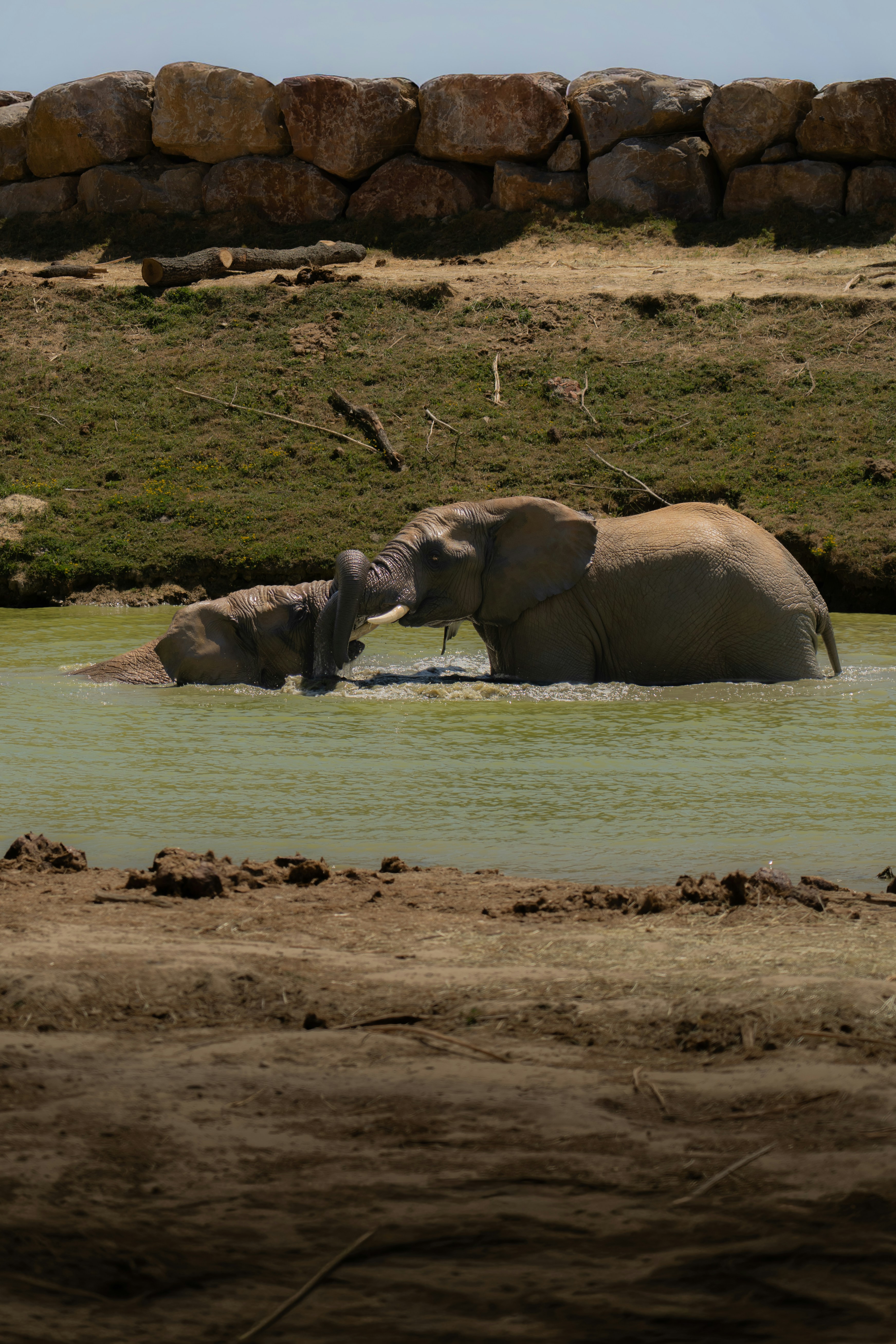 Seekor gajah dewasa dan anak sapi mandi di kolam berlumpur.