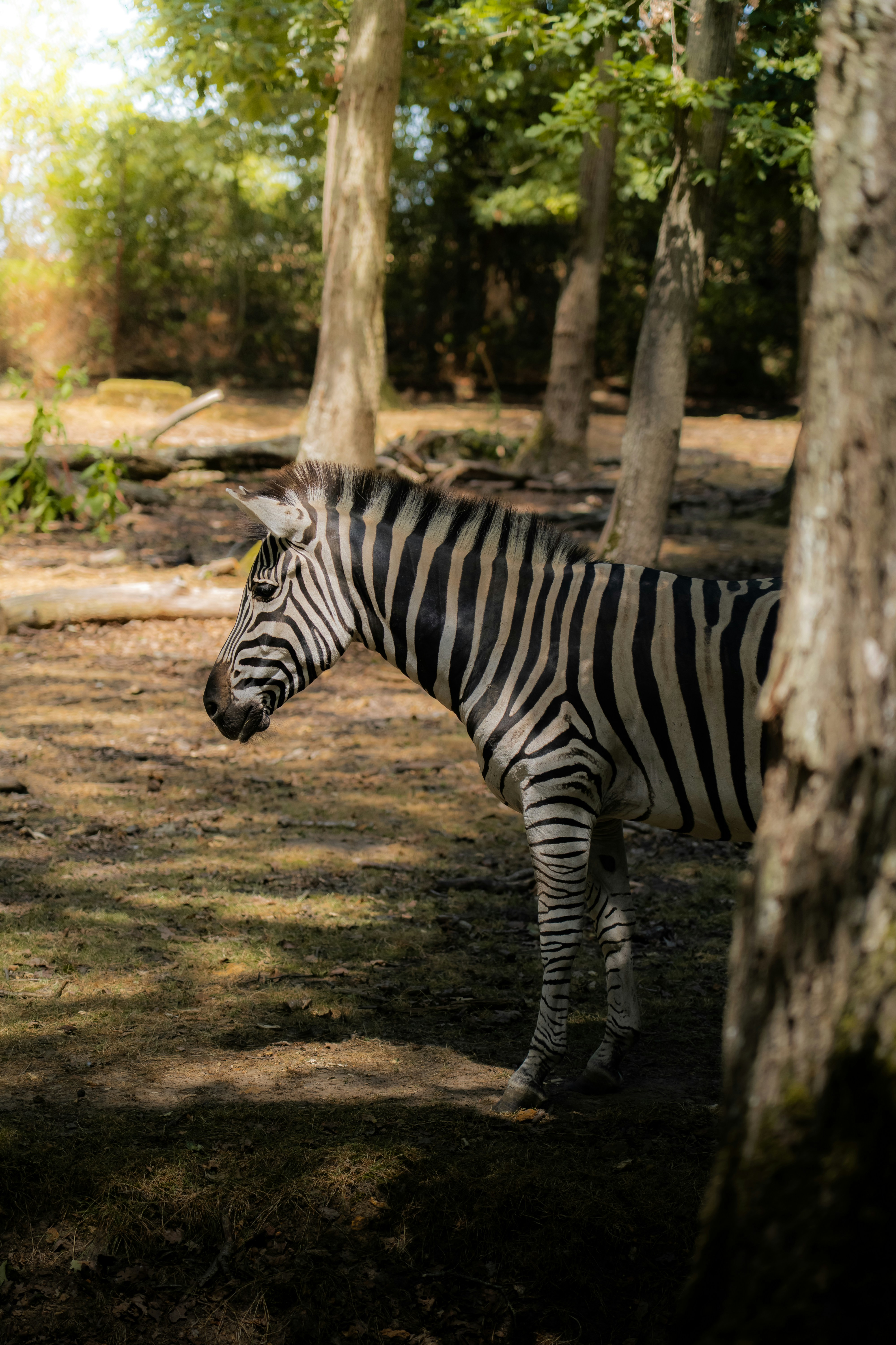 Seekor zebra berdiri di antara pepohonan di hutan yang diterangi sinar matahari.