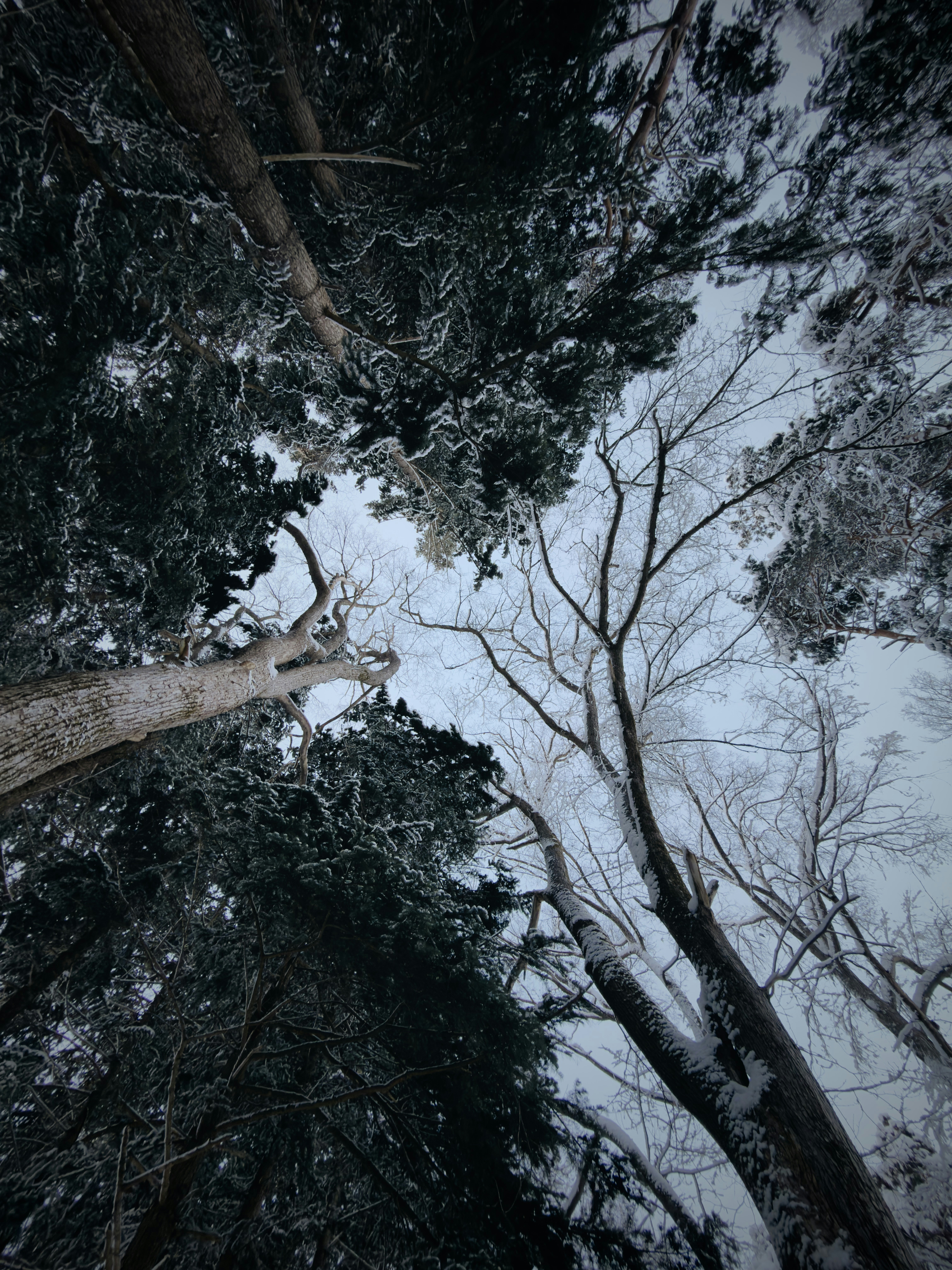 Snow-covered trees reaching towards a cloudy winter sky.