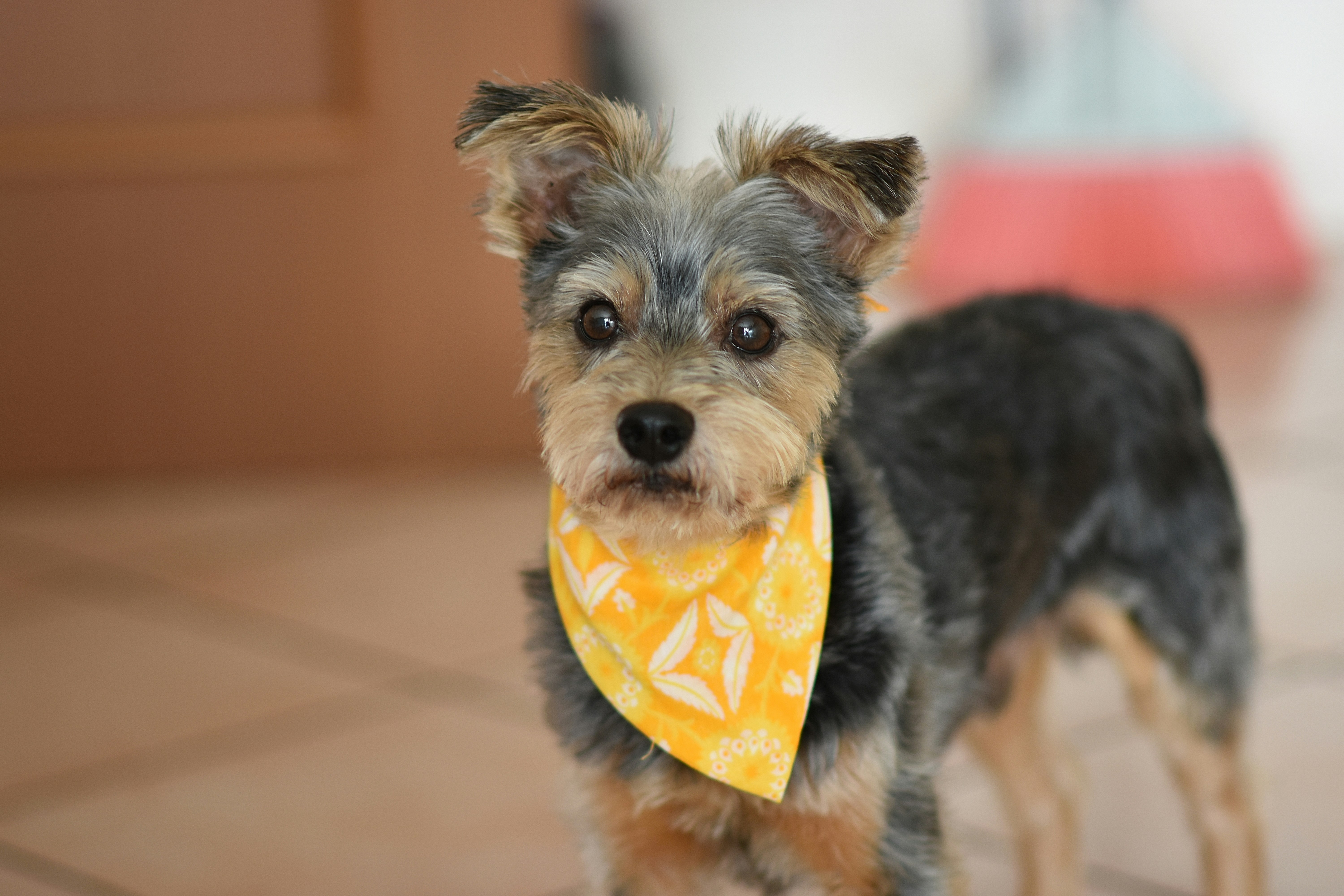Yorkshire terrier wearing a yellow bandana looking directly forward.