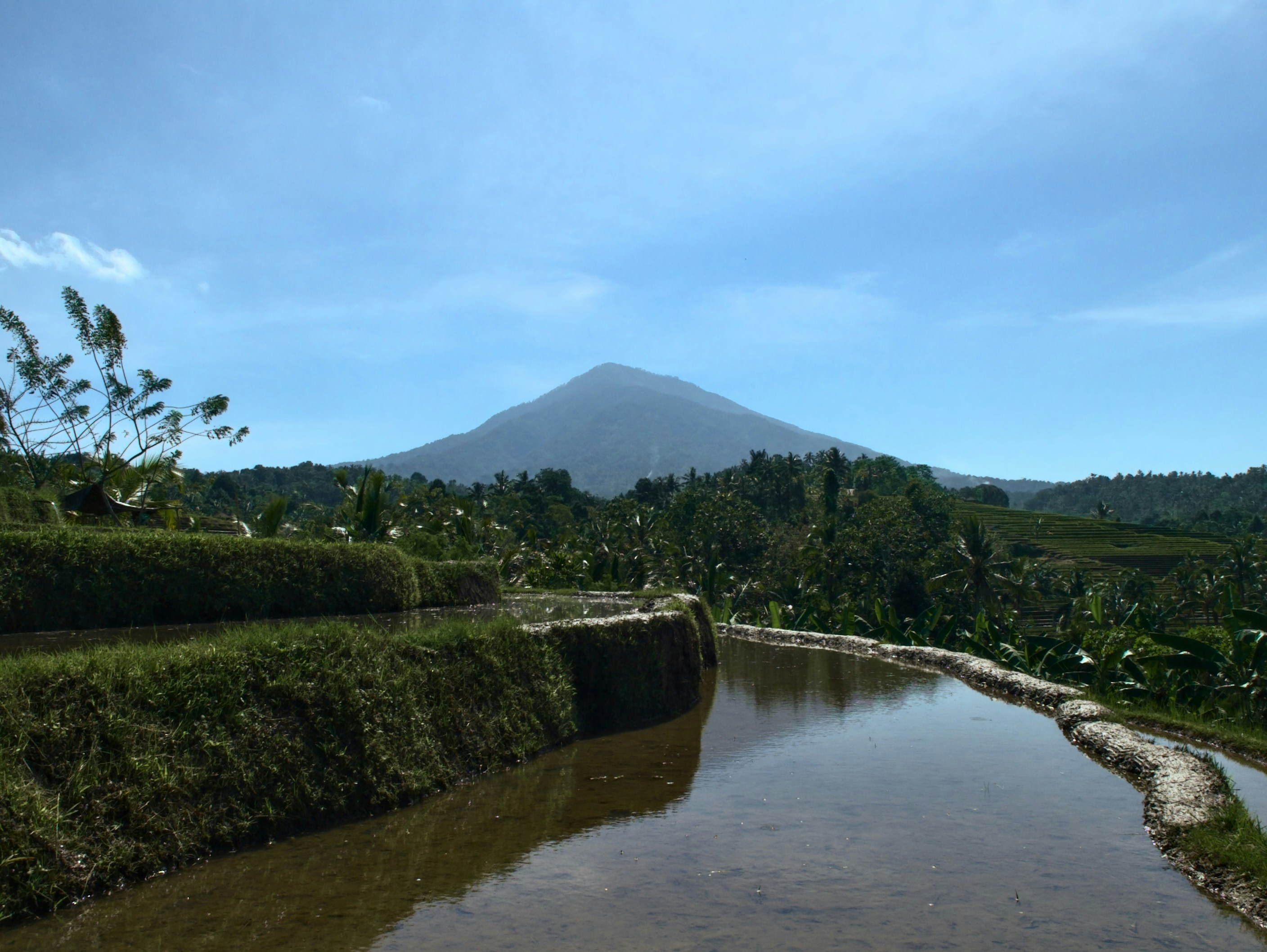 Majestic mountain overlooks tranquil rice paddies under clear blue sky.
