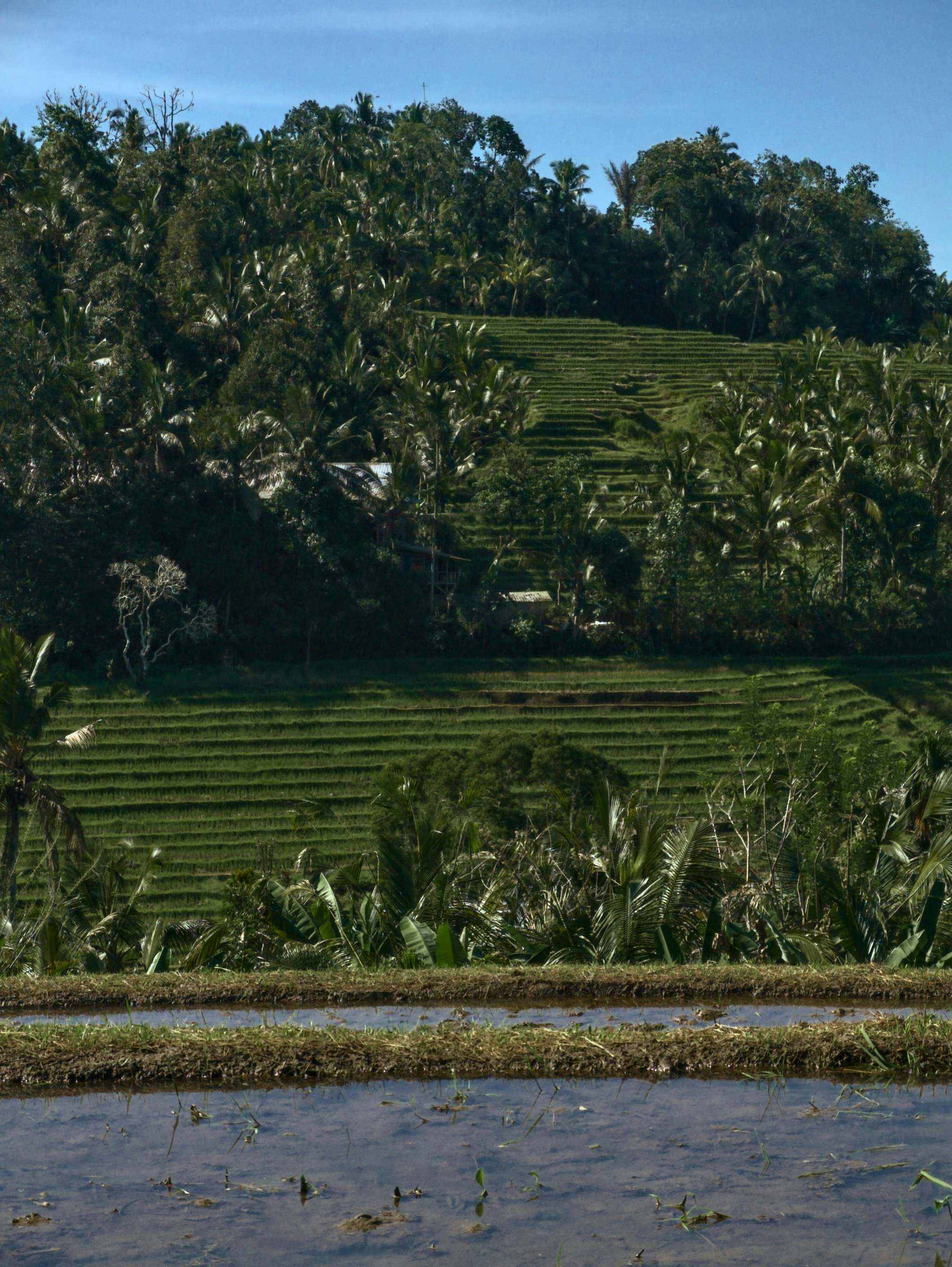 Green rice terraces and lush hills under a blue sky.