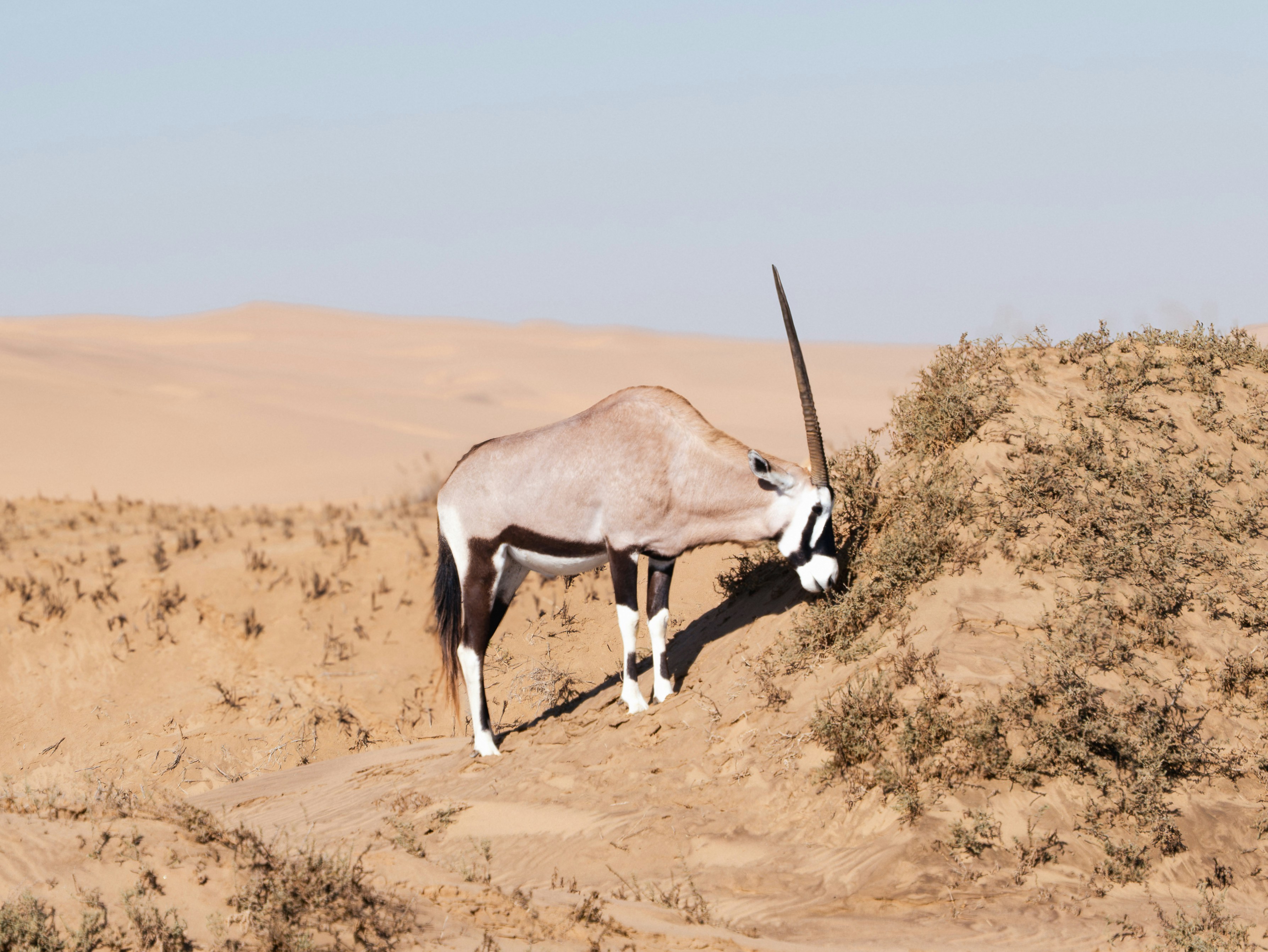 An oryx grazing on dry vegetation in a sandy desert.