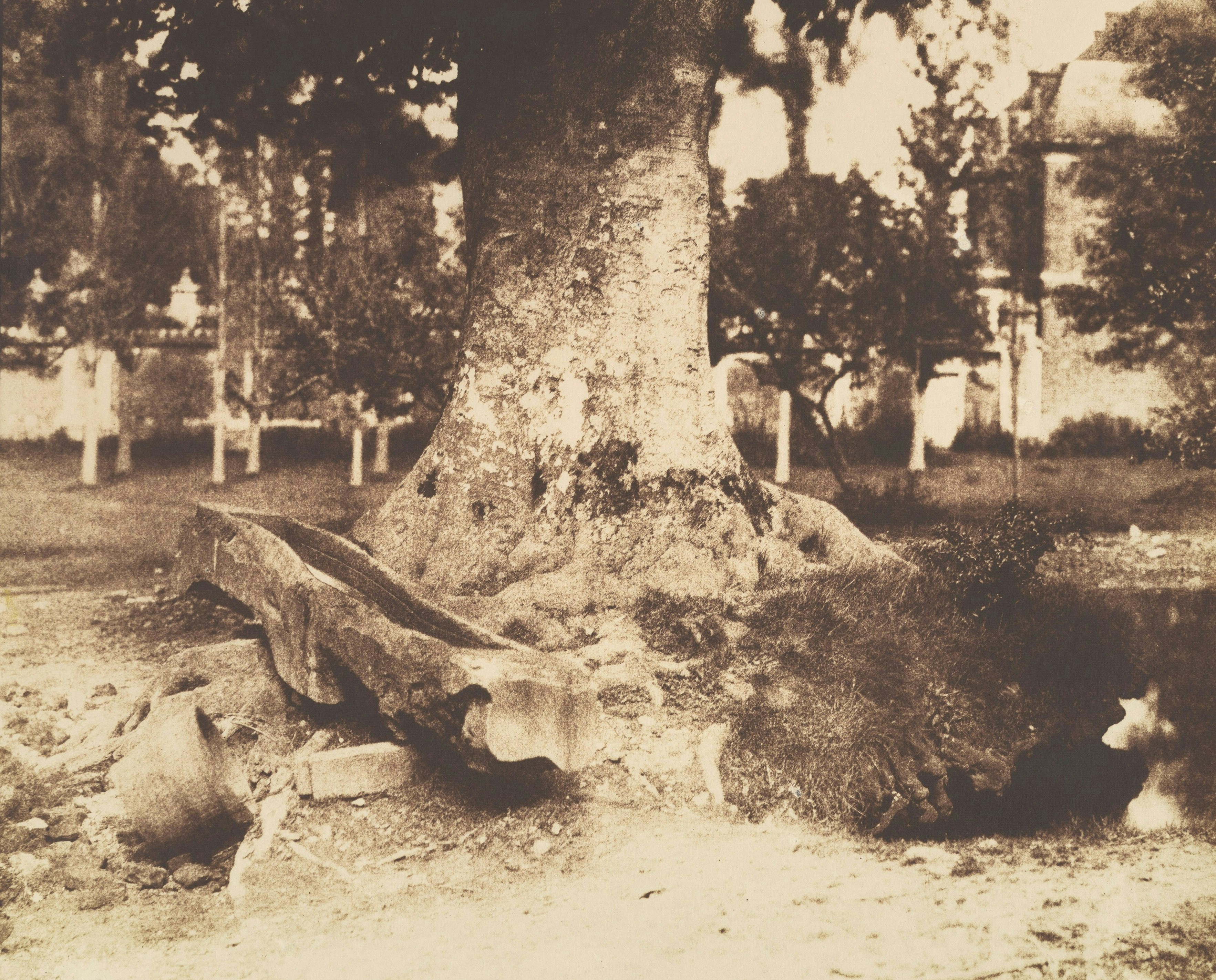 Old tree trunk with a wooden trough at its base