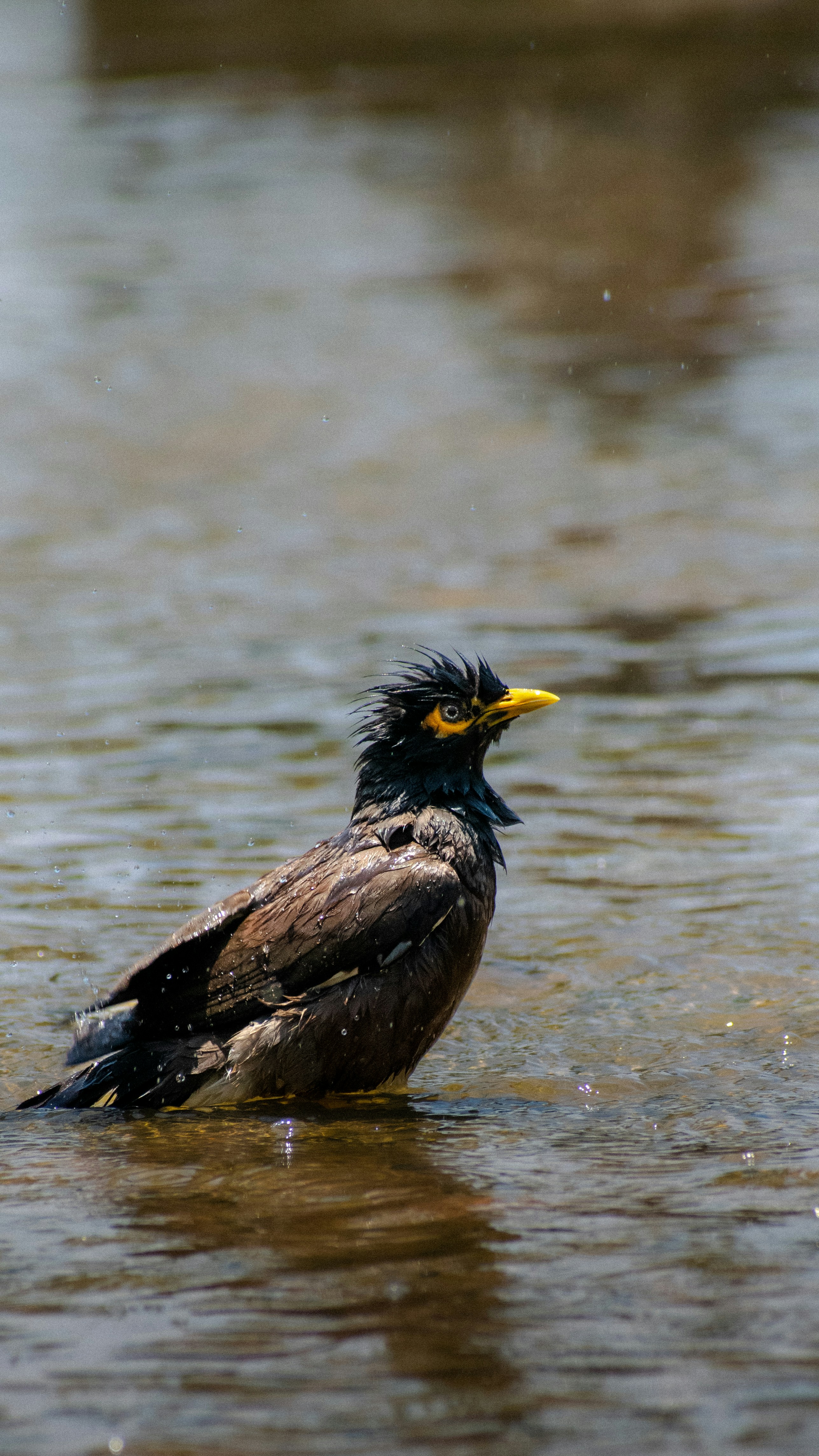 Wet myna bird with yellow beak standing in shallow water.