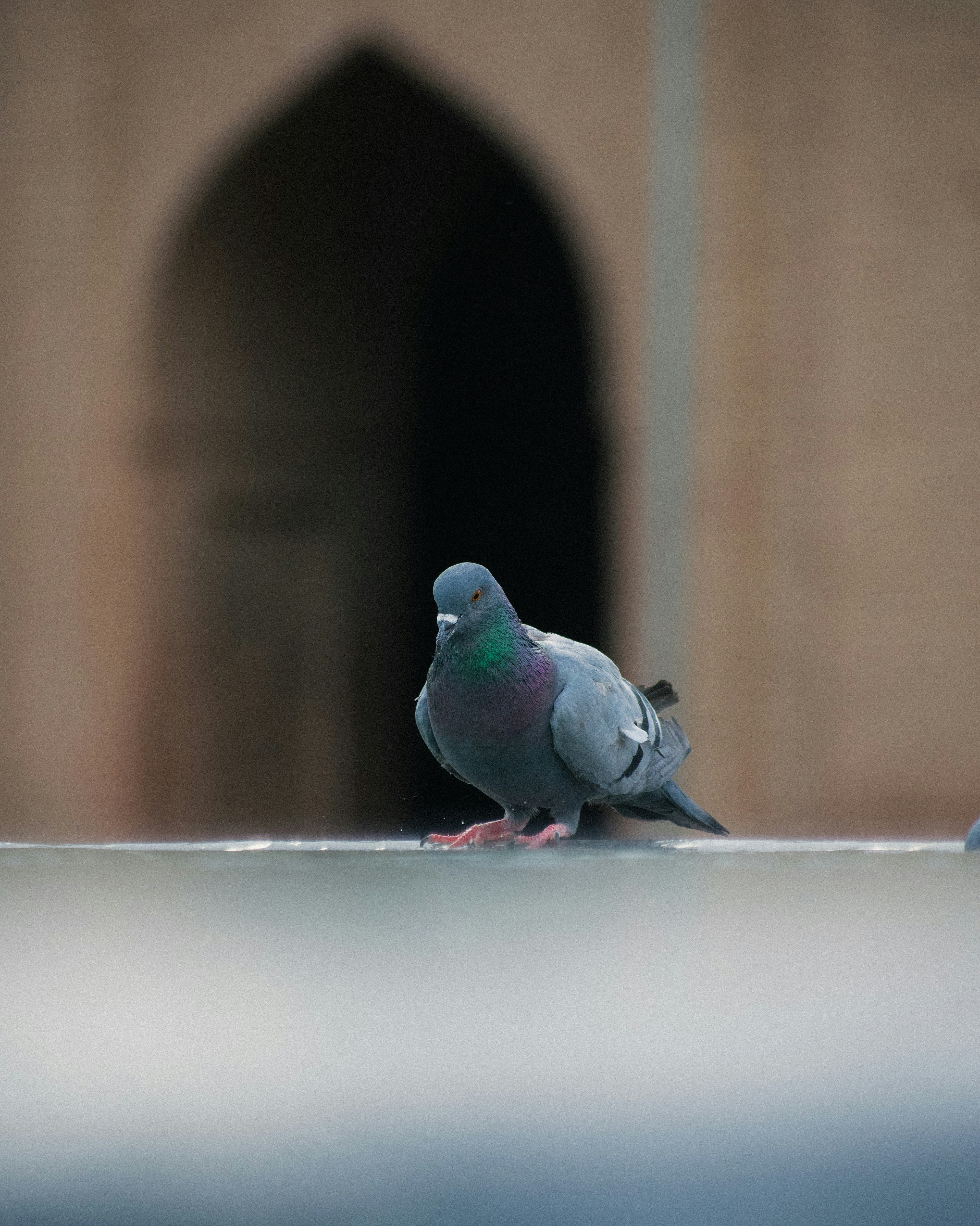 A pigeon stands in front of an arched doorway.