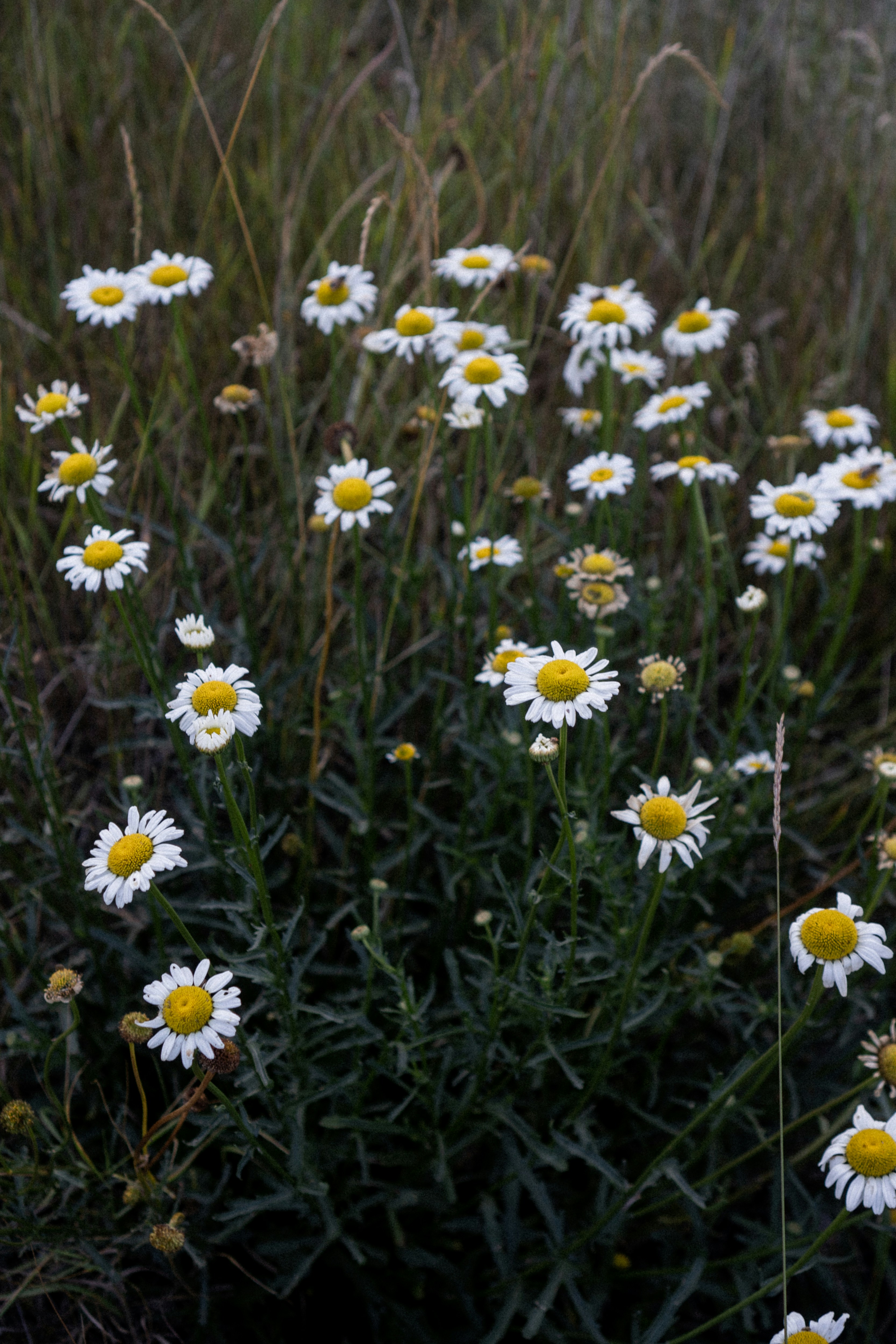 White daisies with yellow centers blooming in tall grass.