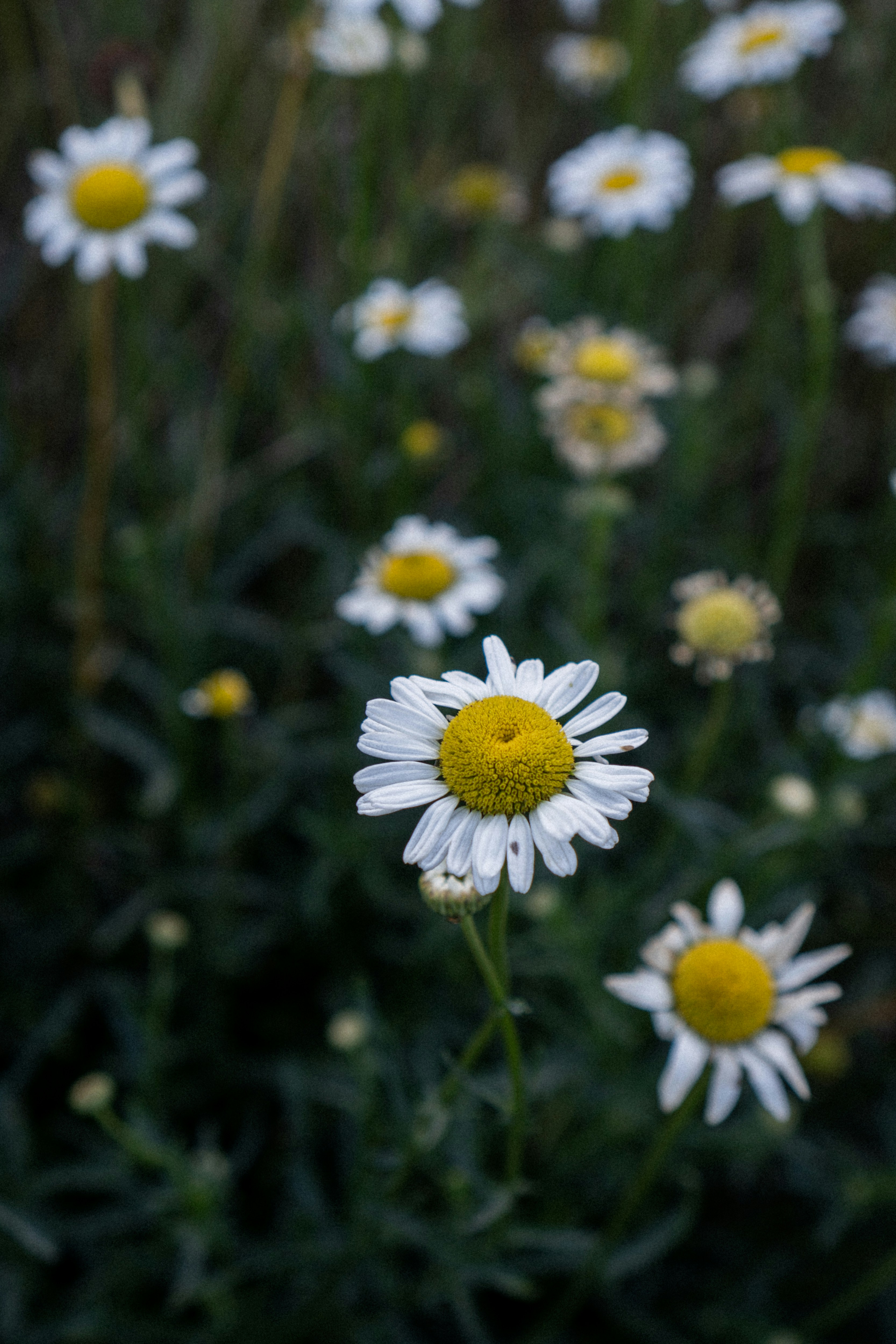 White daisies with vibrant yellow centers in nature.