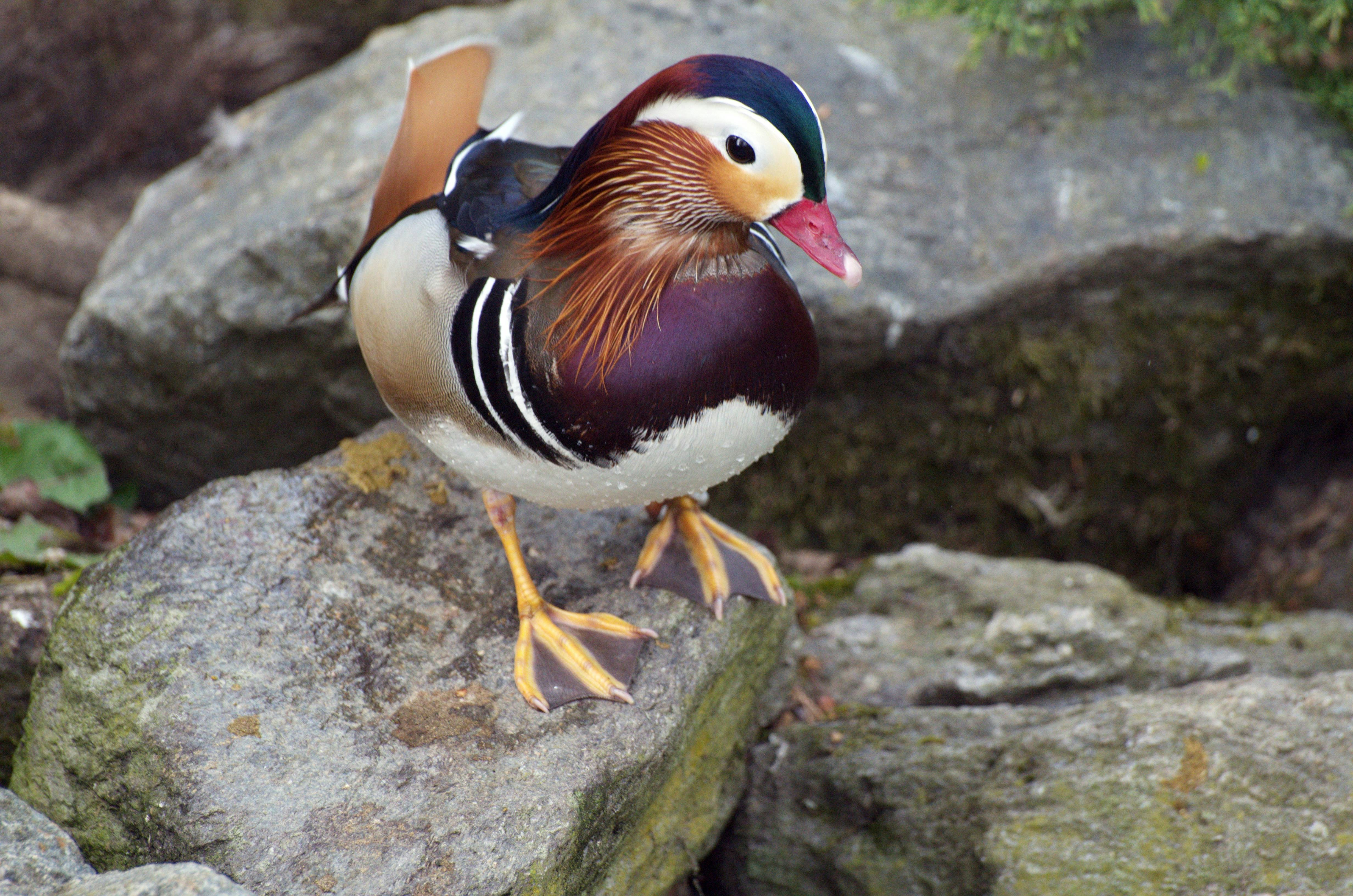 A colorful mandarin duck stands on grey rocks