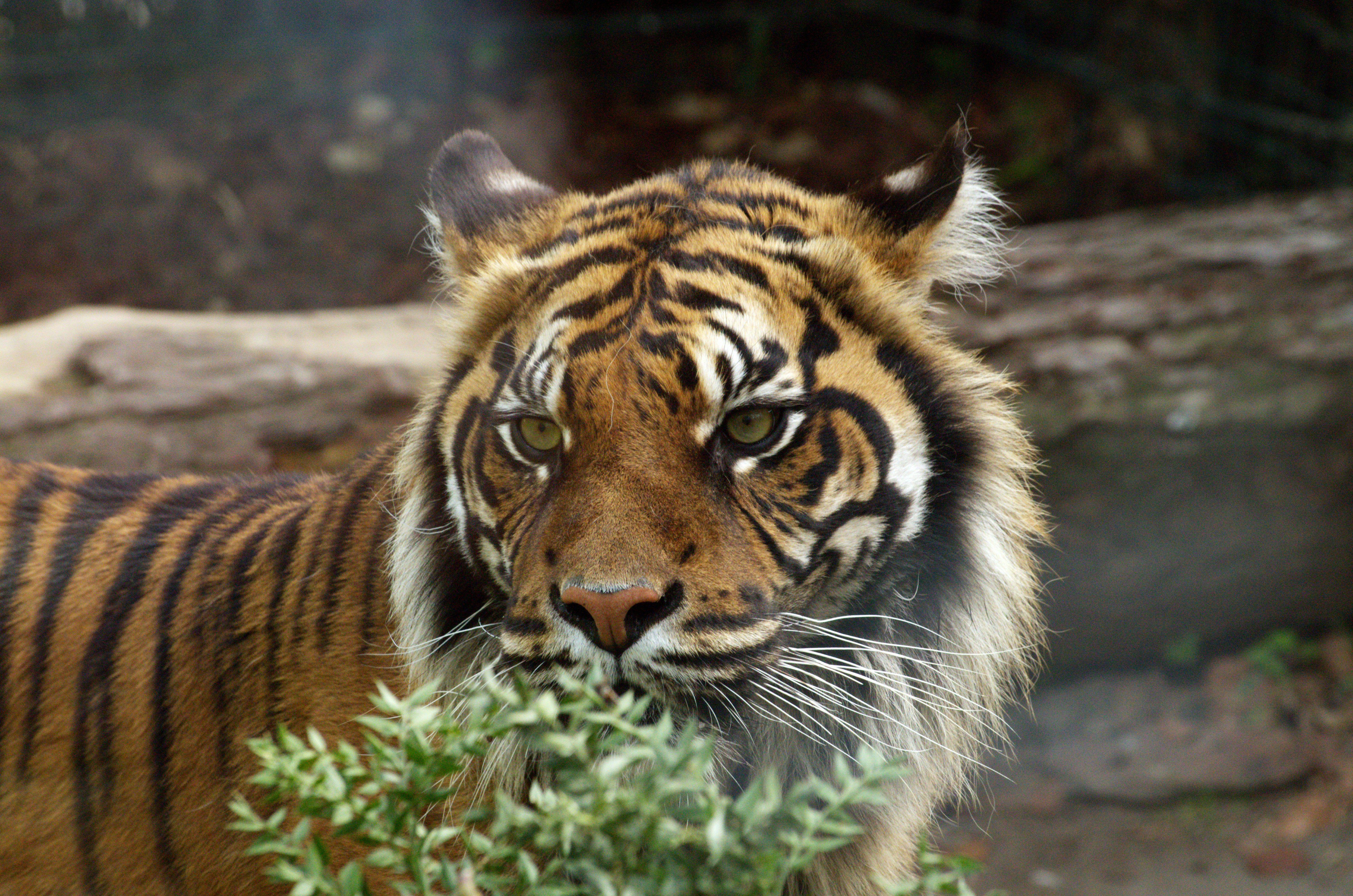 A tiger with green foliage in its mouth