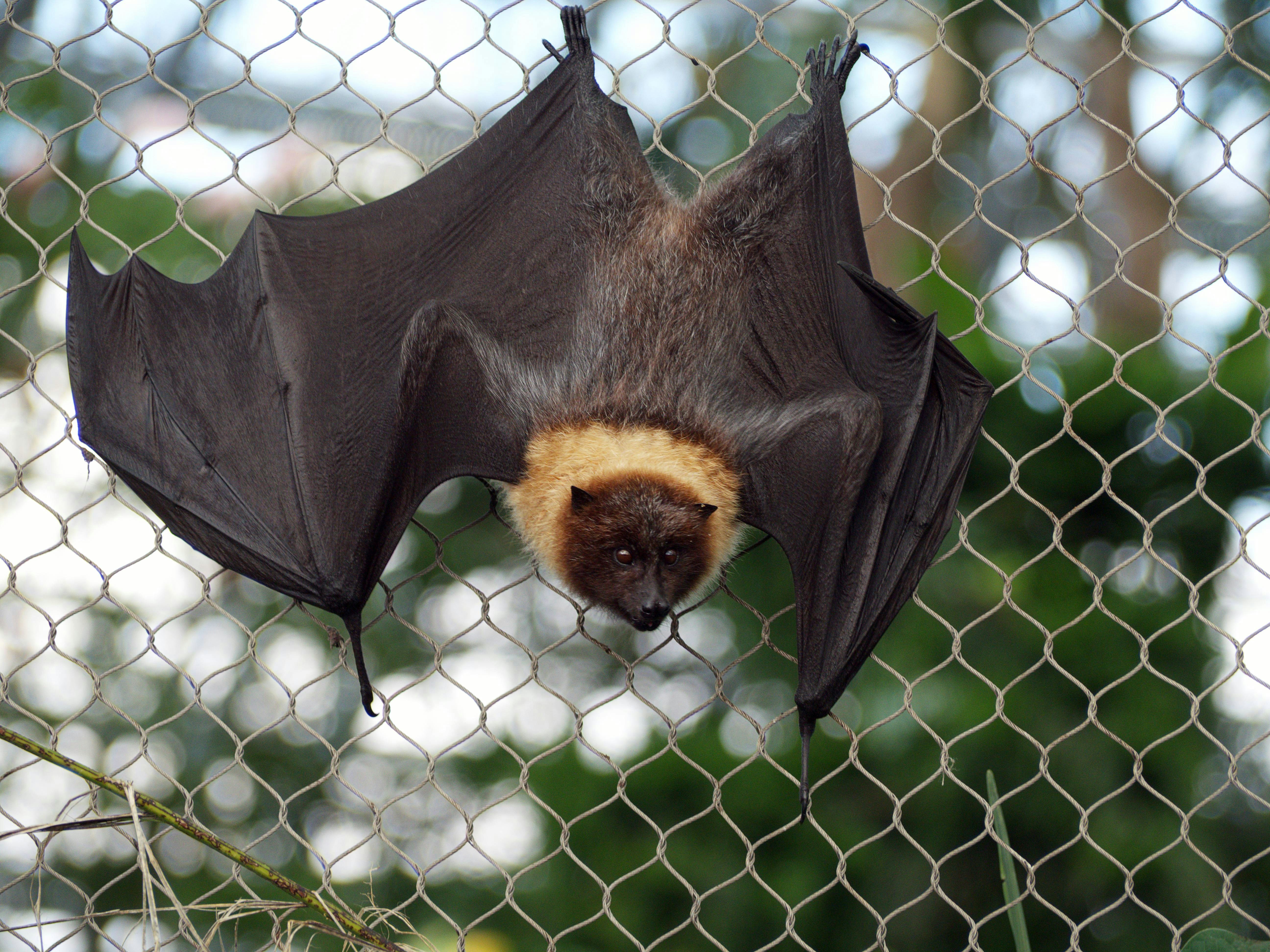 A large bat hangs upside down on a wire fence
