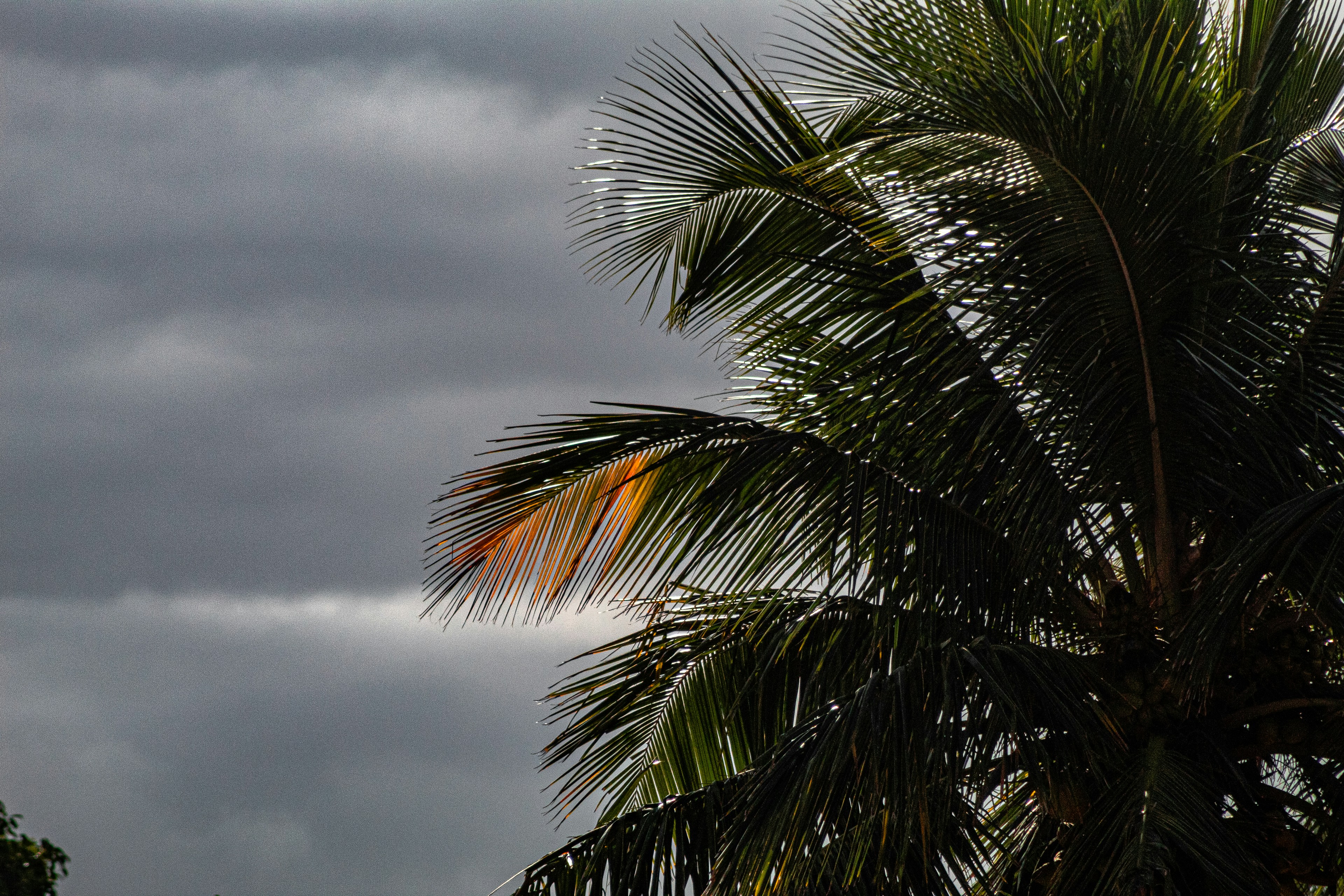 Palm fronds catching light under a dramatic, cloudy sky.