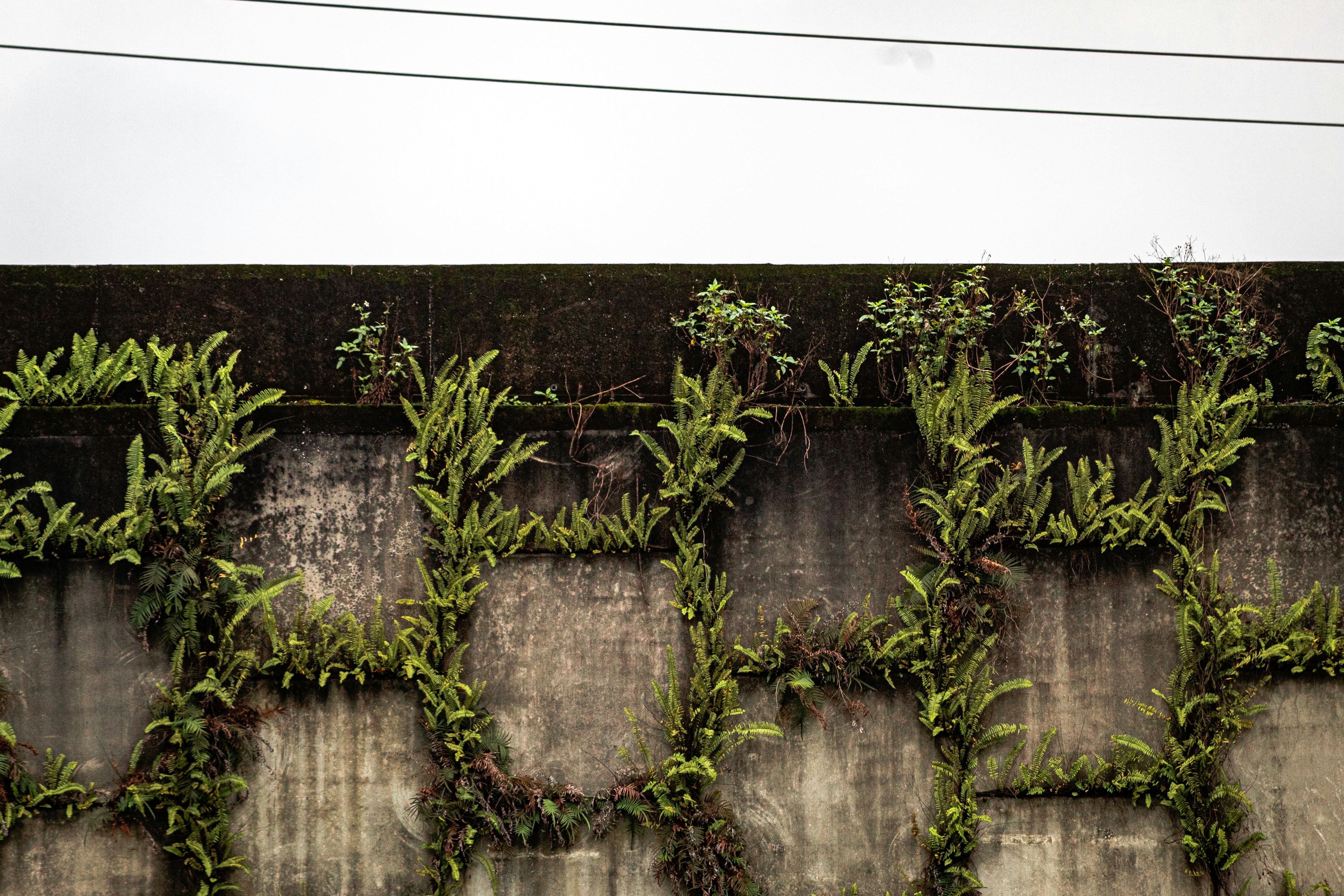 Lush green ferns growing on a textured concrete wall.