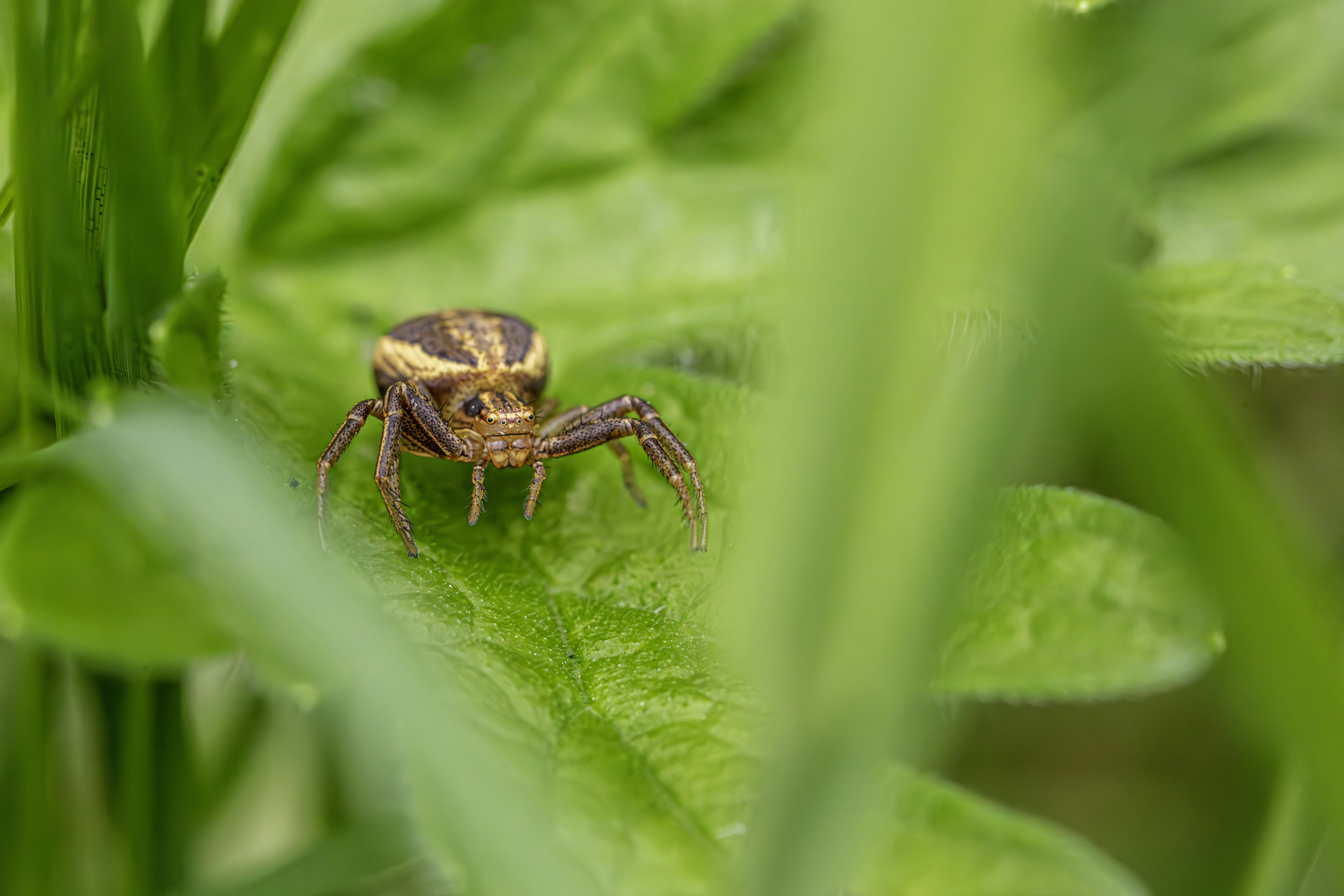 A small spider rests on a green leaf in nature.