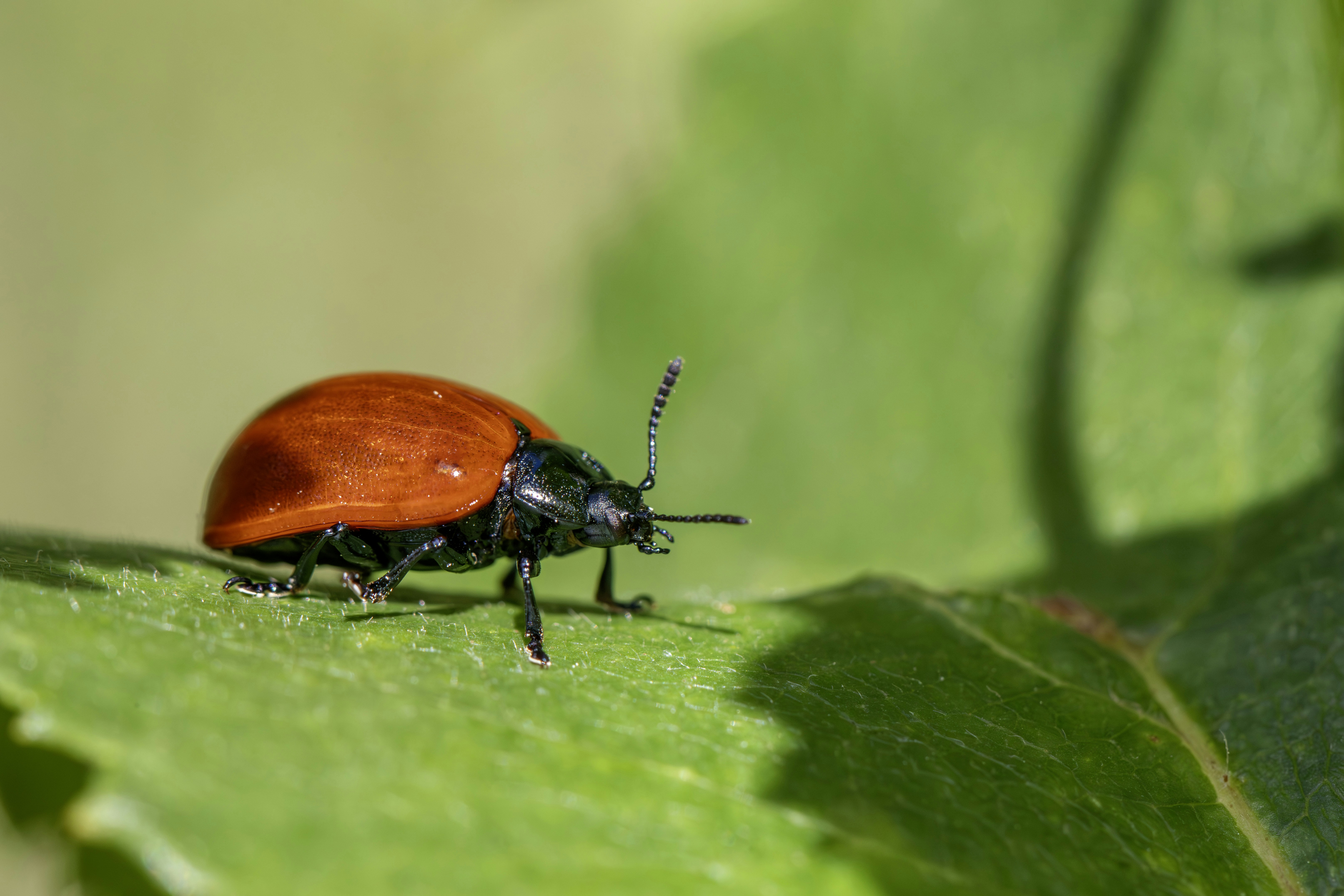A small red beetle rests on a vibrant green leaf.