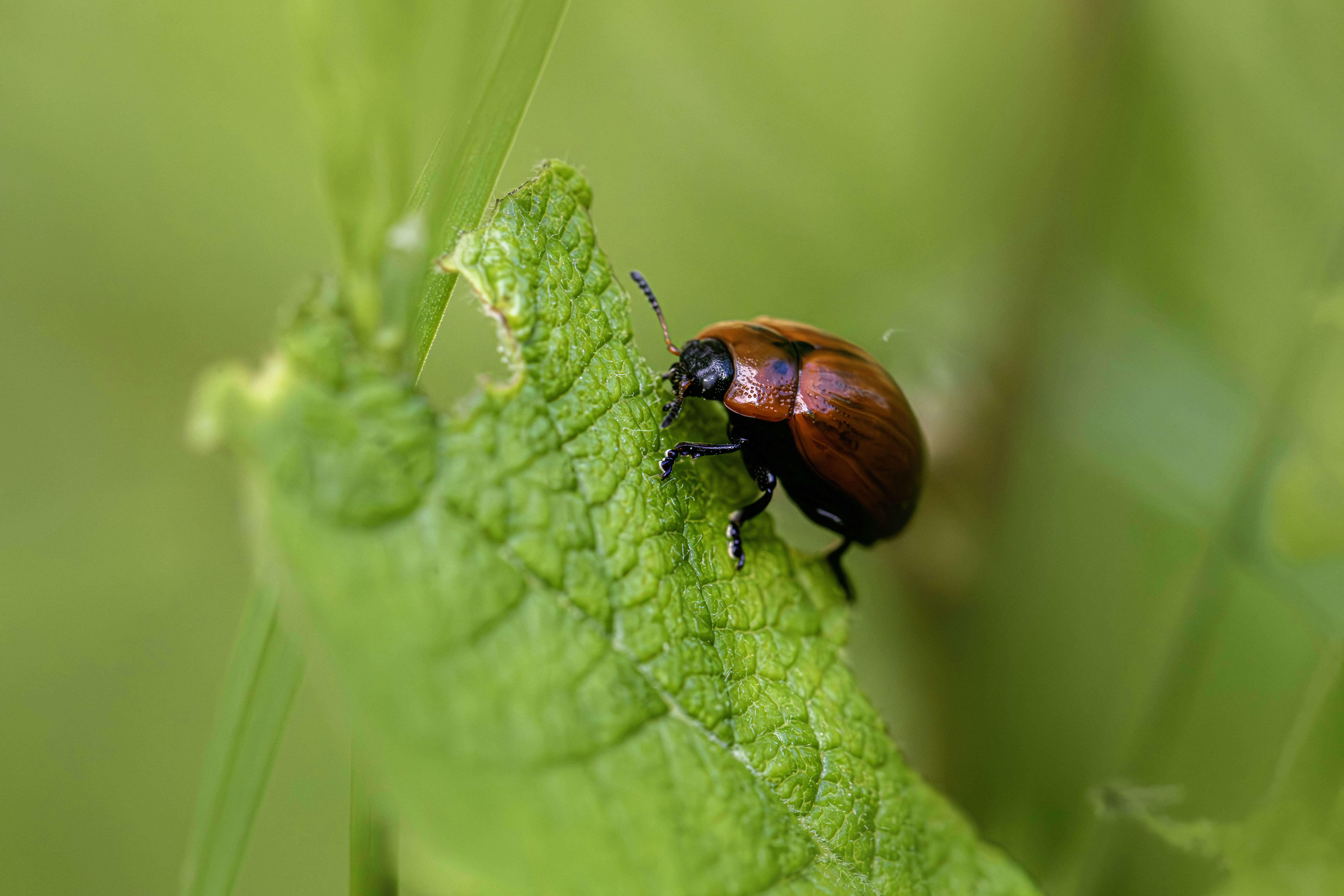 A small reddish-brown beetle rests on a green leaf.