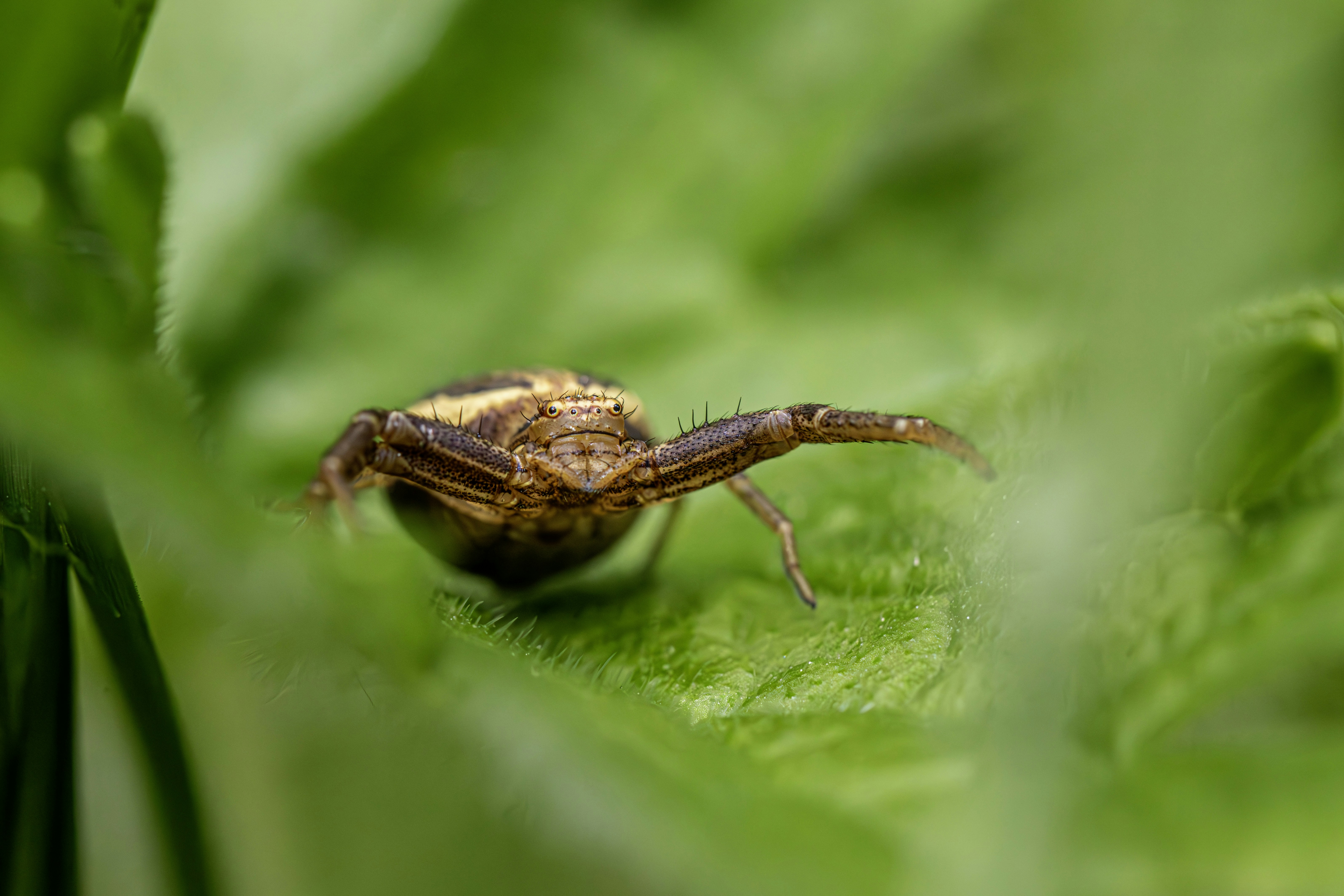 A small crab spider rests on a vibrant green leaf.