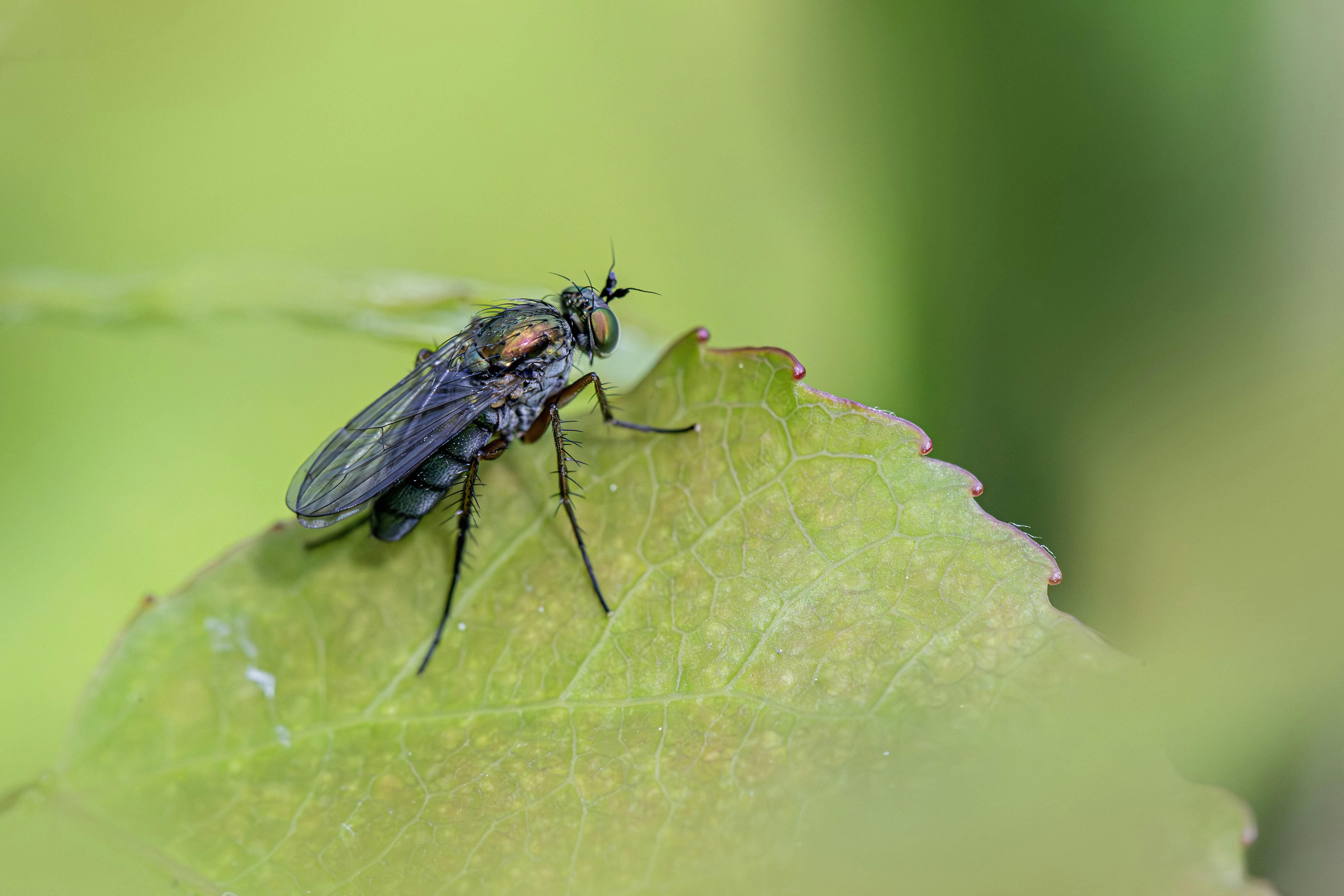 A small dark fly rests on a vibrant green leaf.