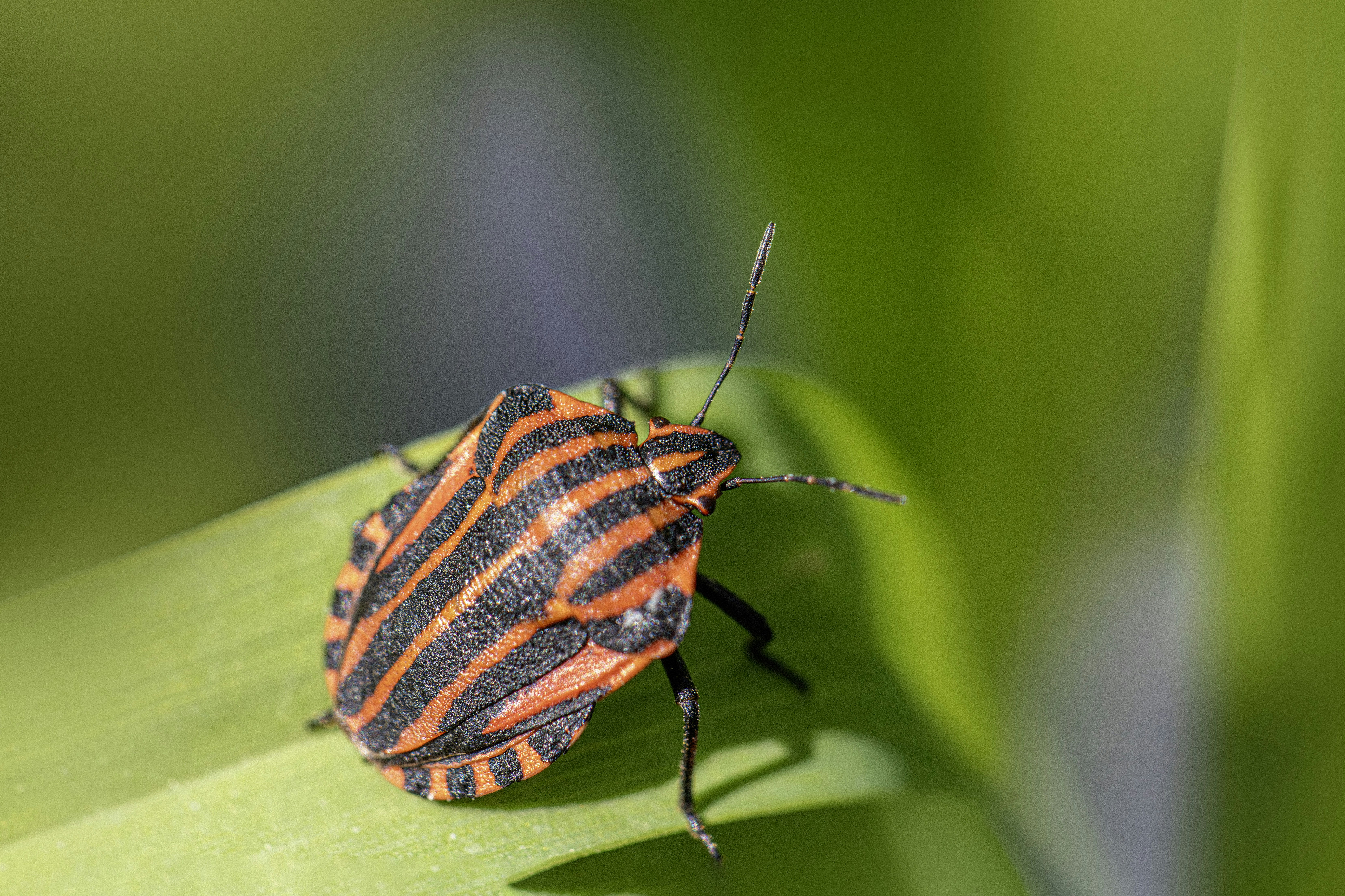 A striped bug rests on a vibrant green leaf.