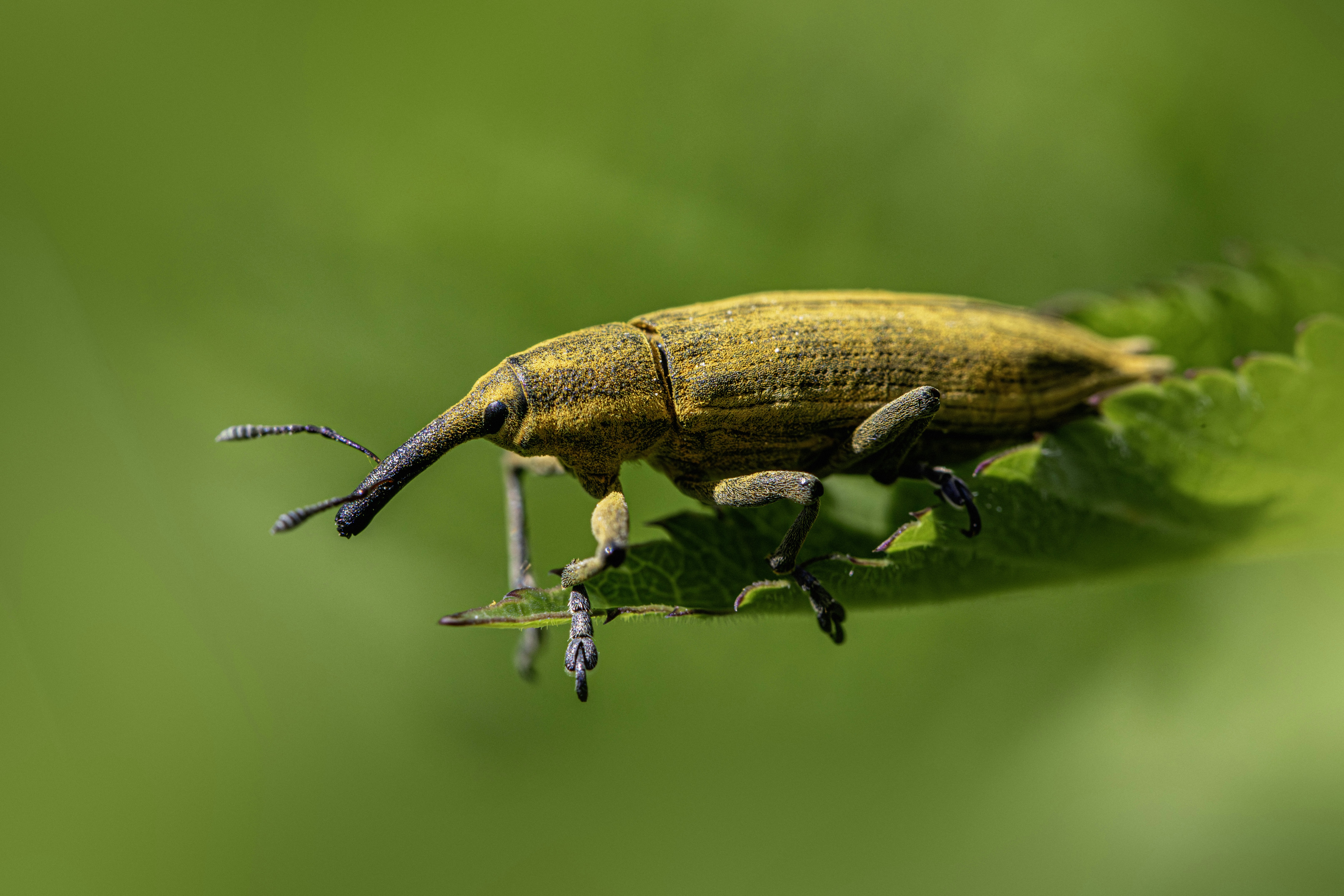 A long-snouted brown weevil on a vibrant green leaf.