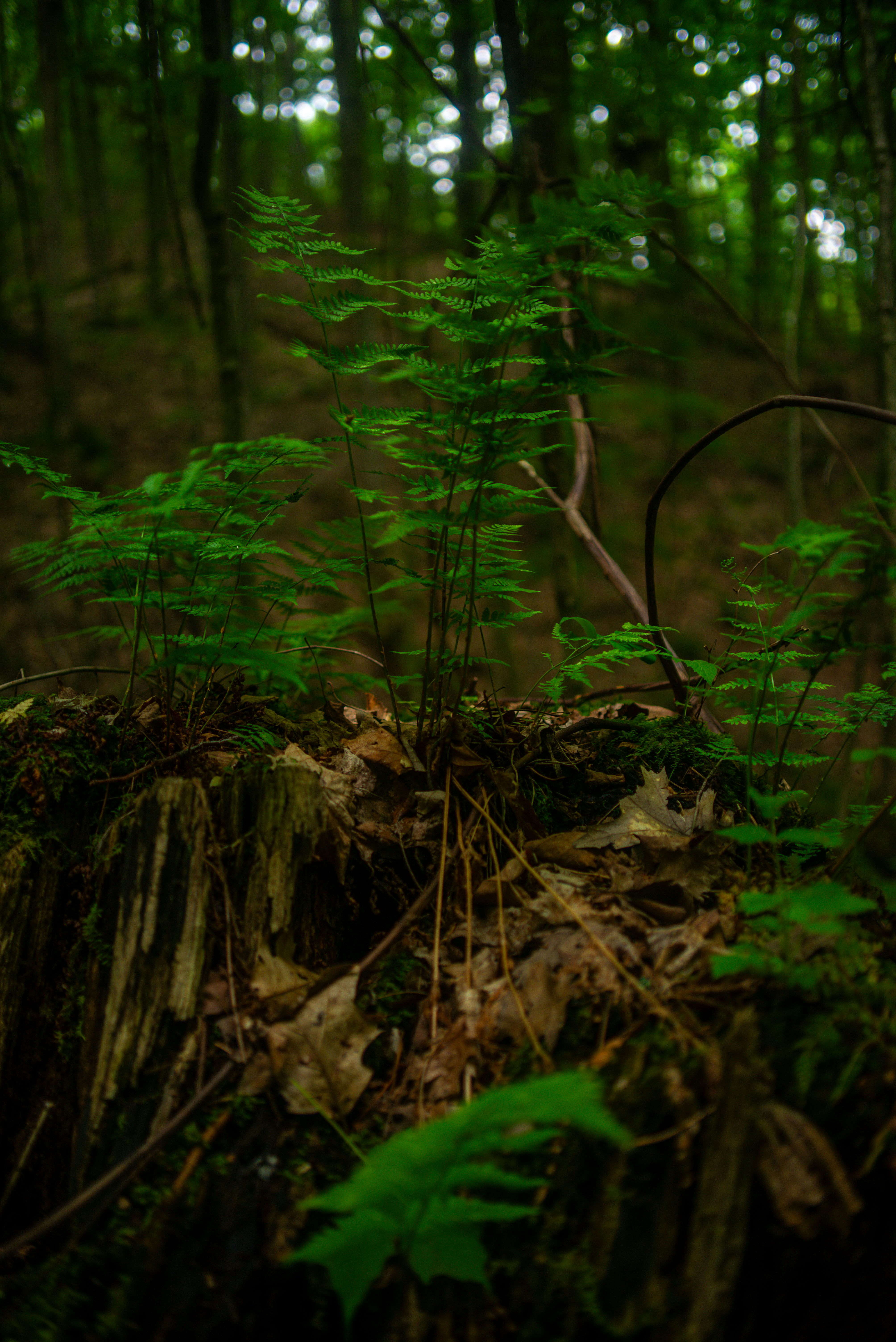 Lush green ferns grow on a mossy tree stump.