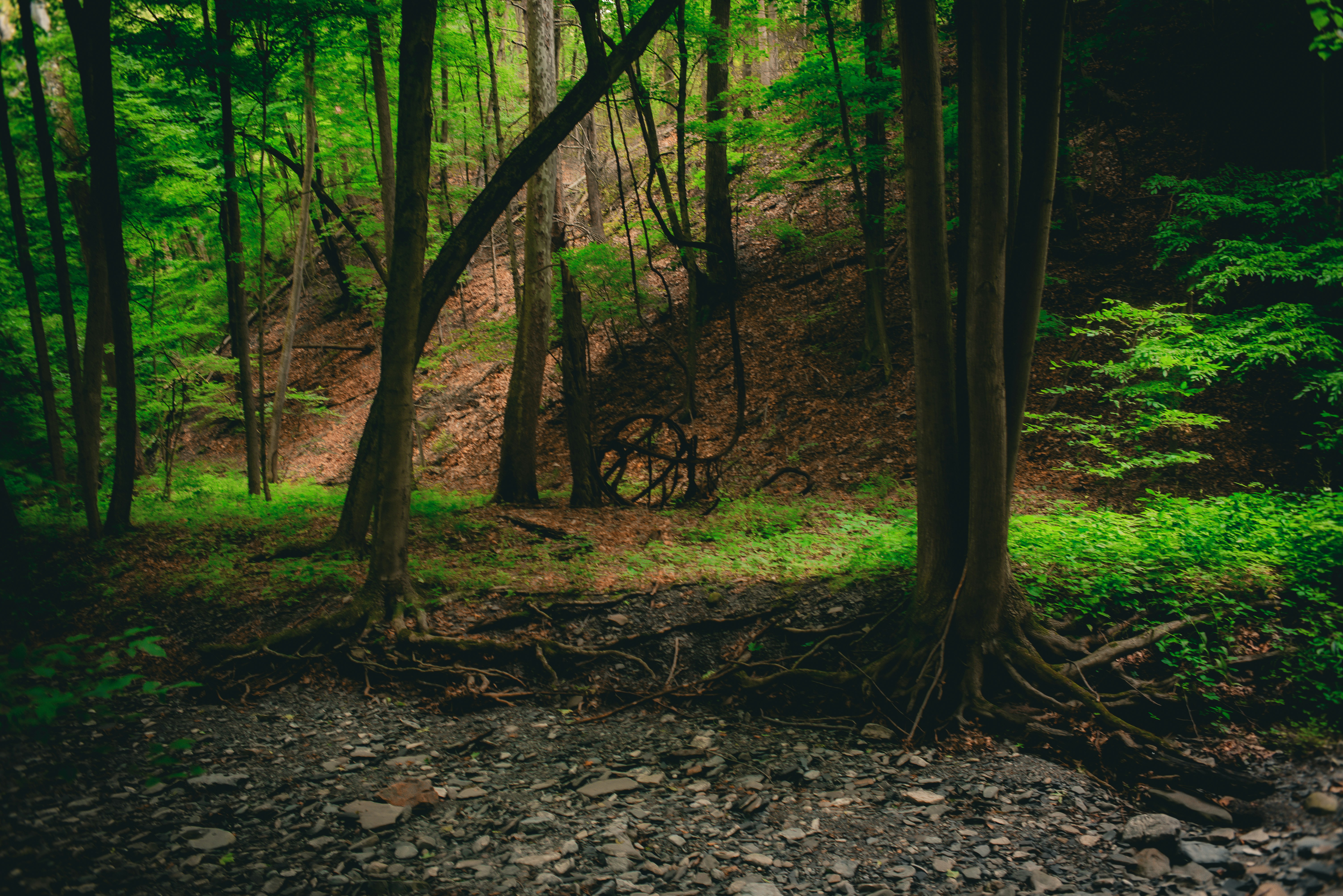 Dark forest with a mysterious circular object on a slope.