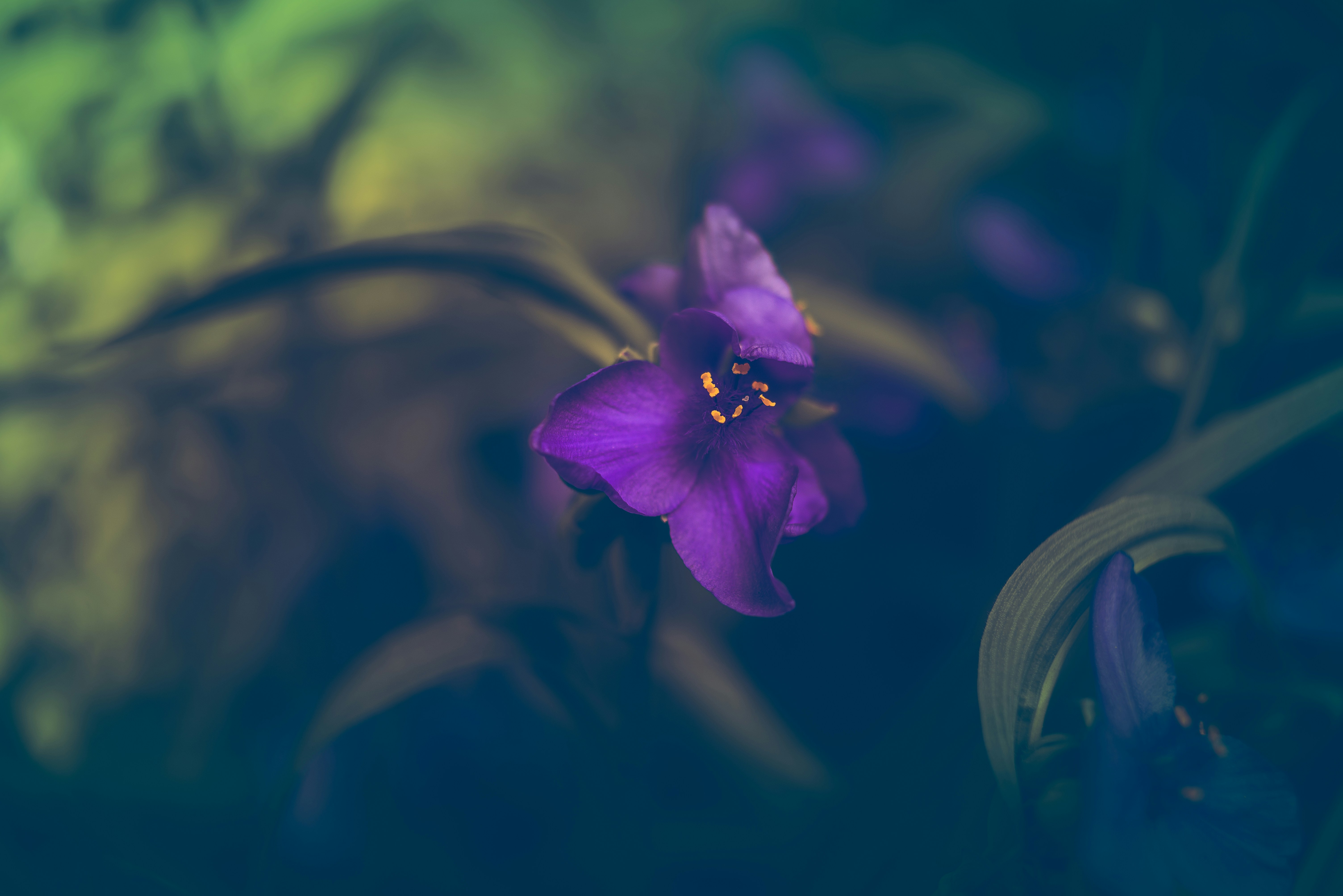Single purple flower with yellow stamen on a dark background.