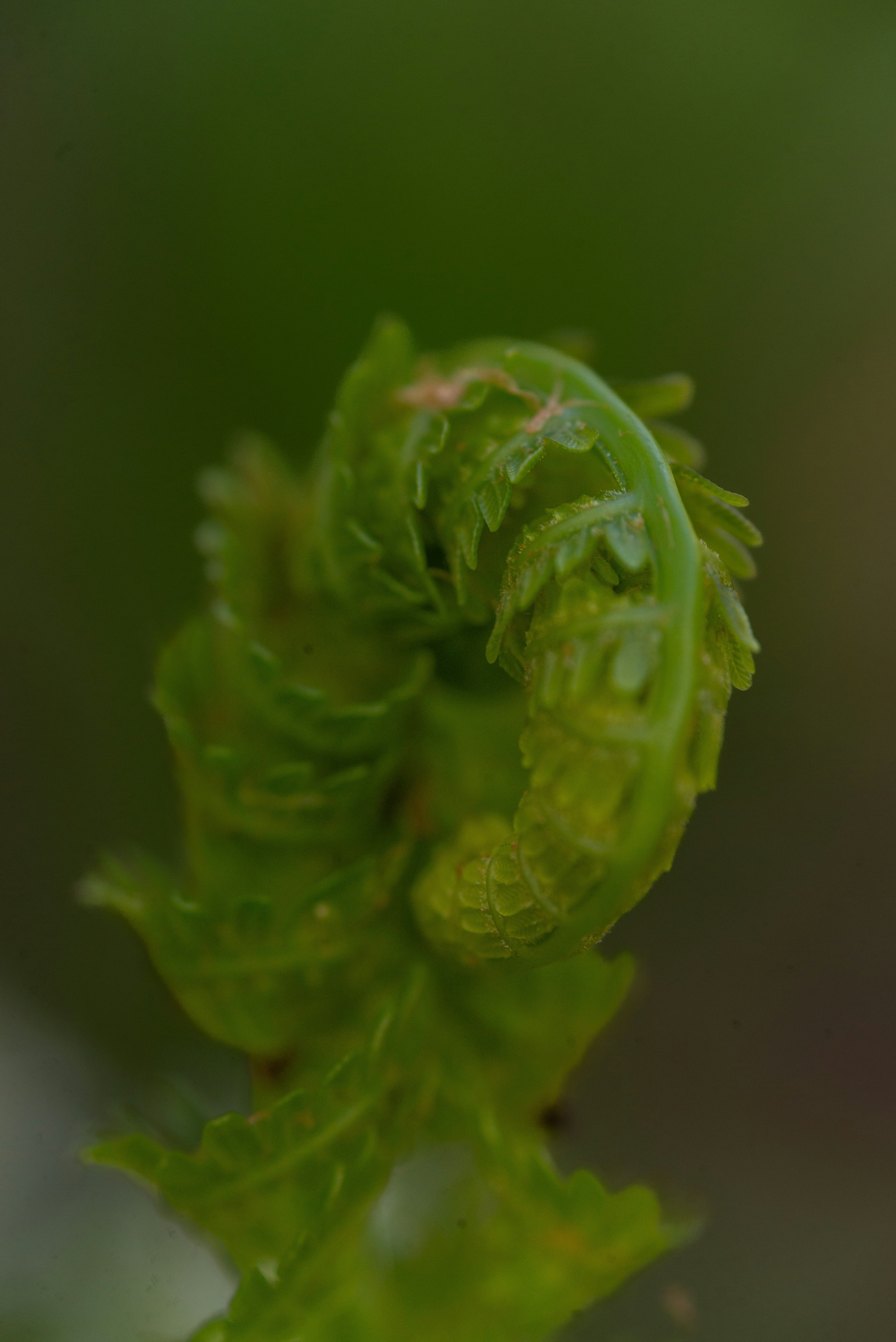 Vibrant green fern fiddlehead unfurling.