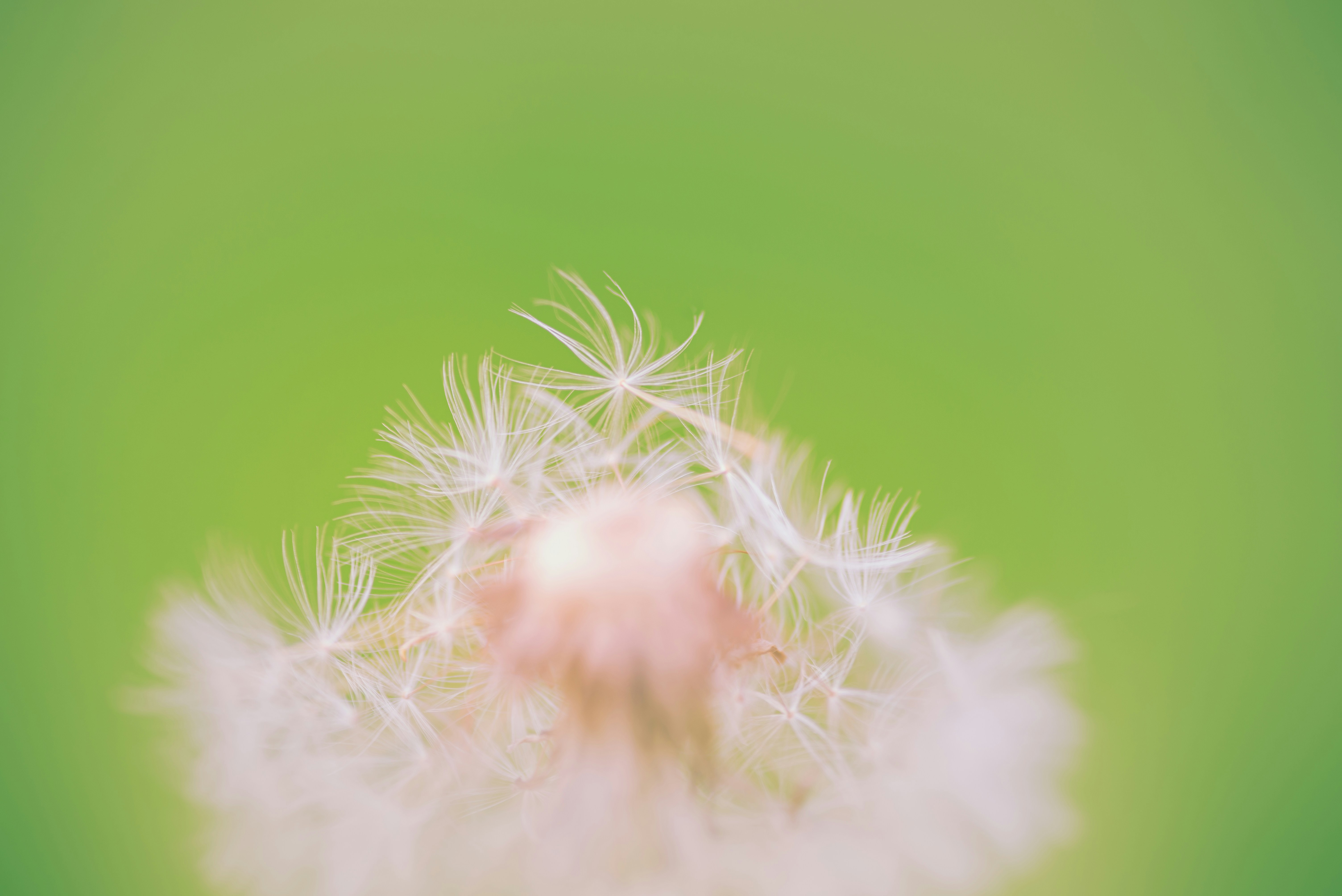 A fluffy dandelion seed head against a soft green background.