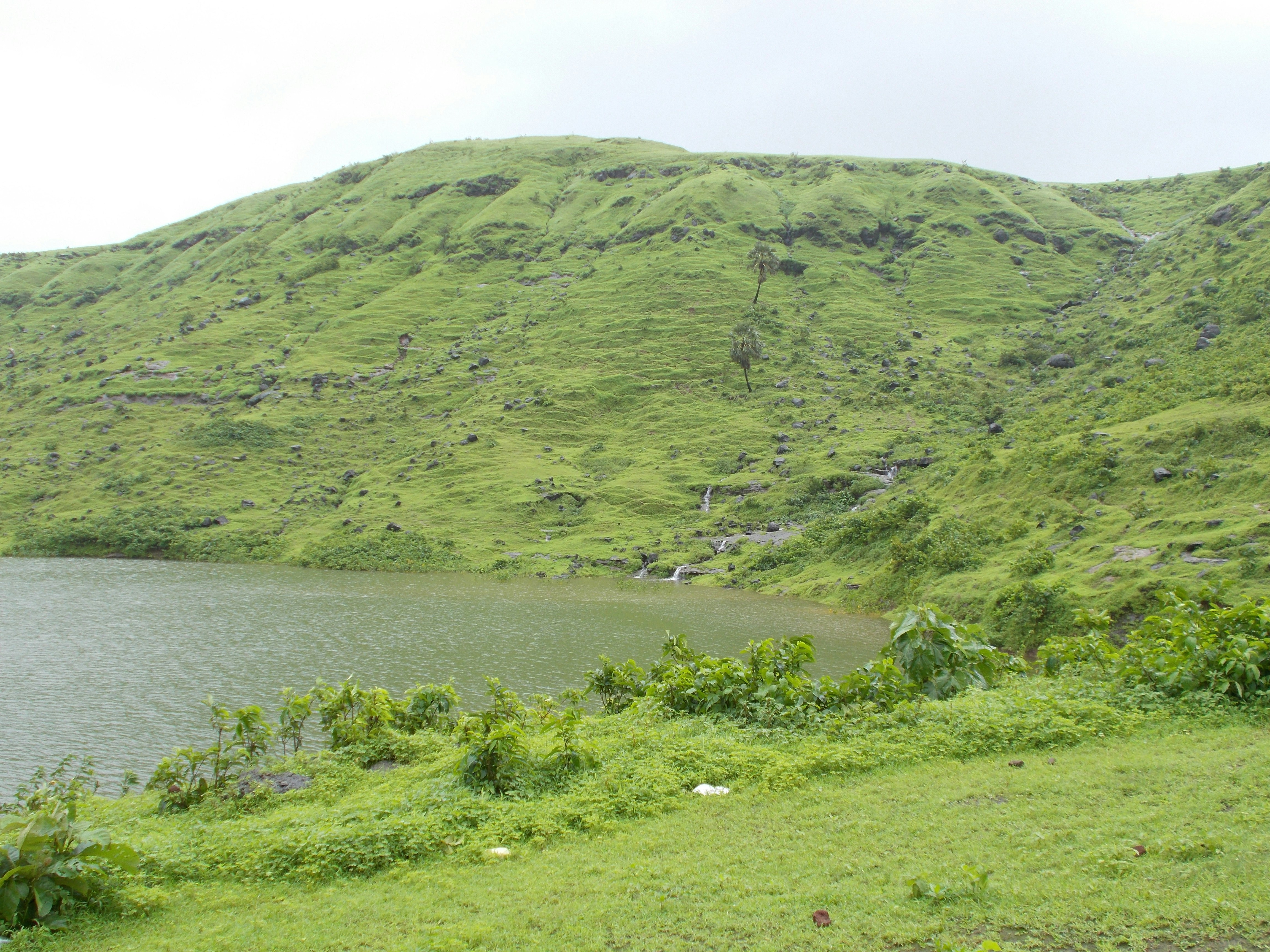 Lush green hillside and calm lake with foreground shrubs and grassy bank; tranquil landscape scene devoid of people, highlighting natural terrain and gentle slopes.