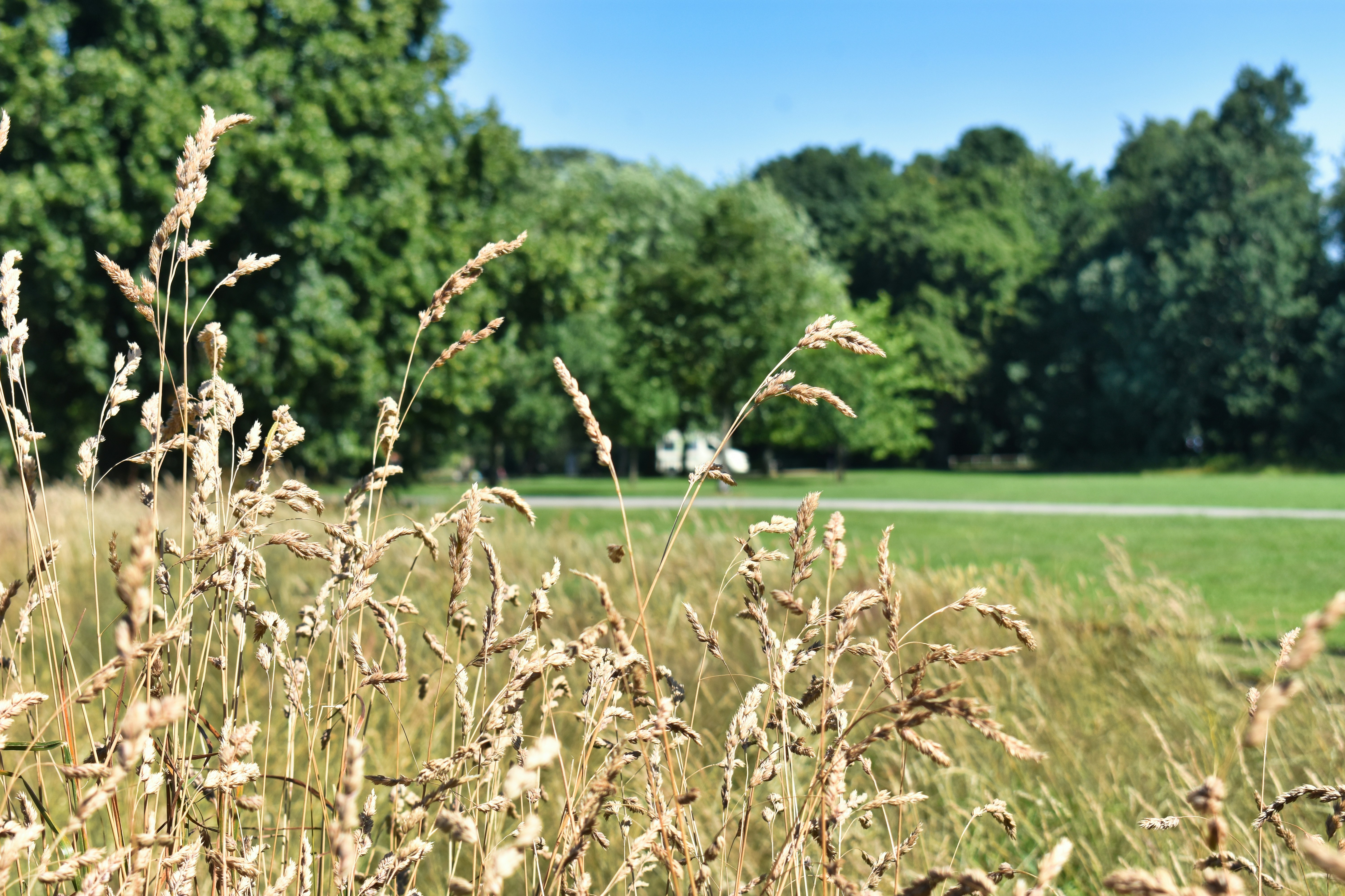 Tall dry grass in a sunny park with green trees.