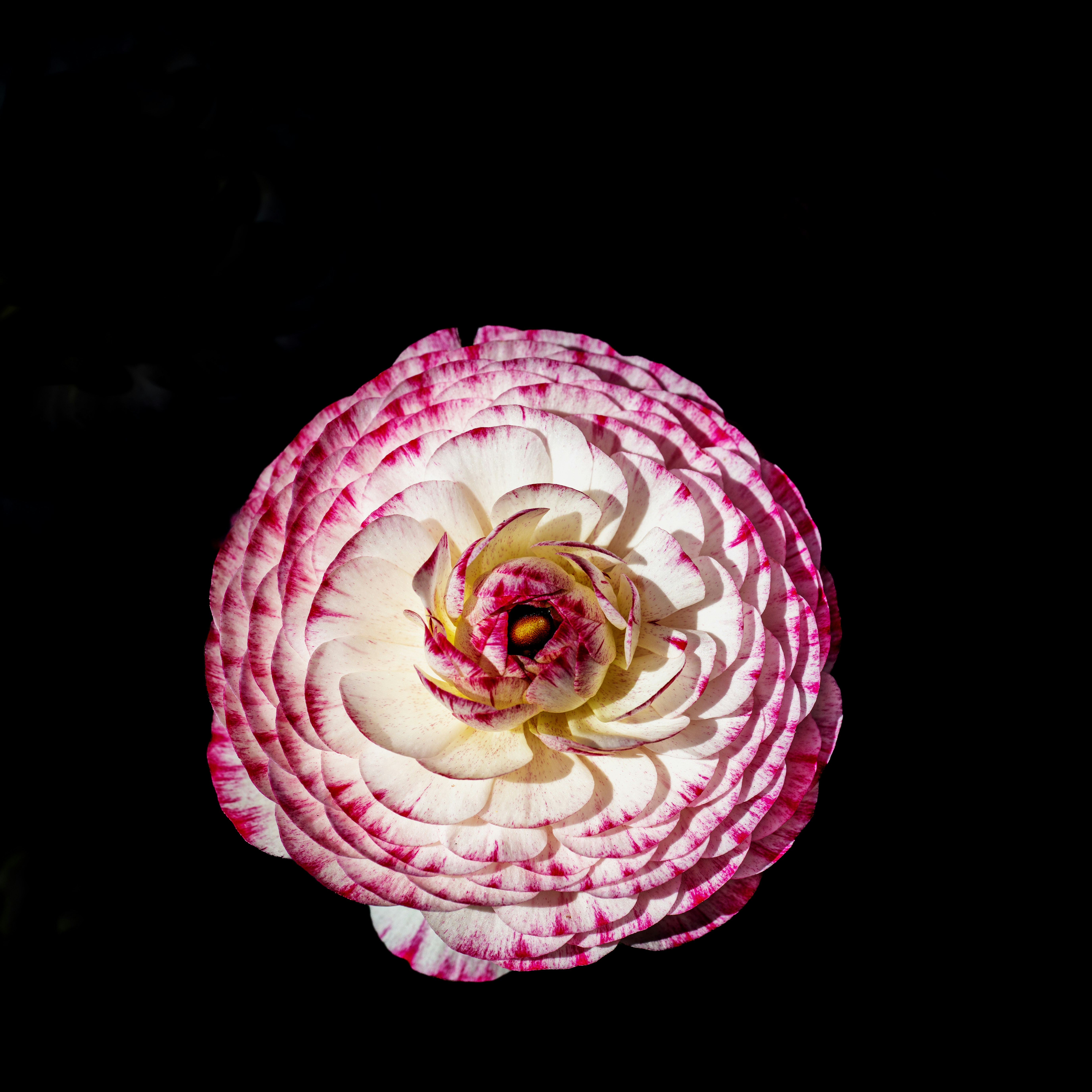Una flor blanca y rosa sobre un fondo oscuro.