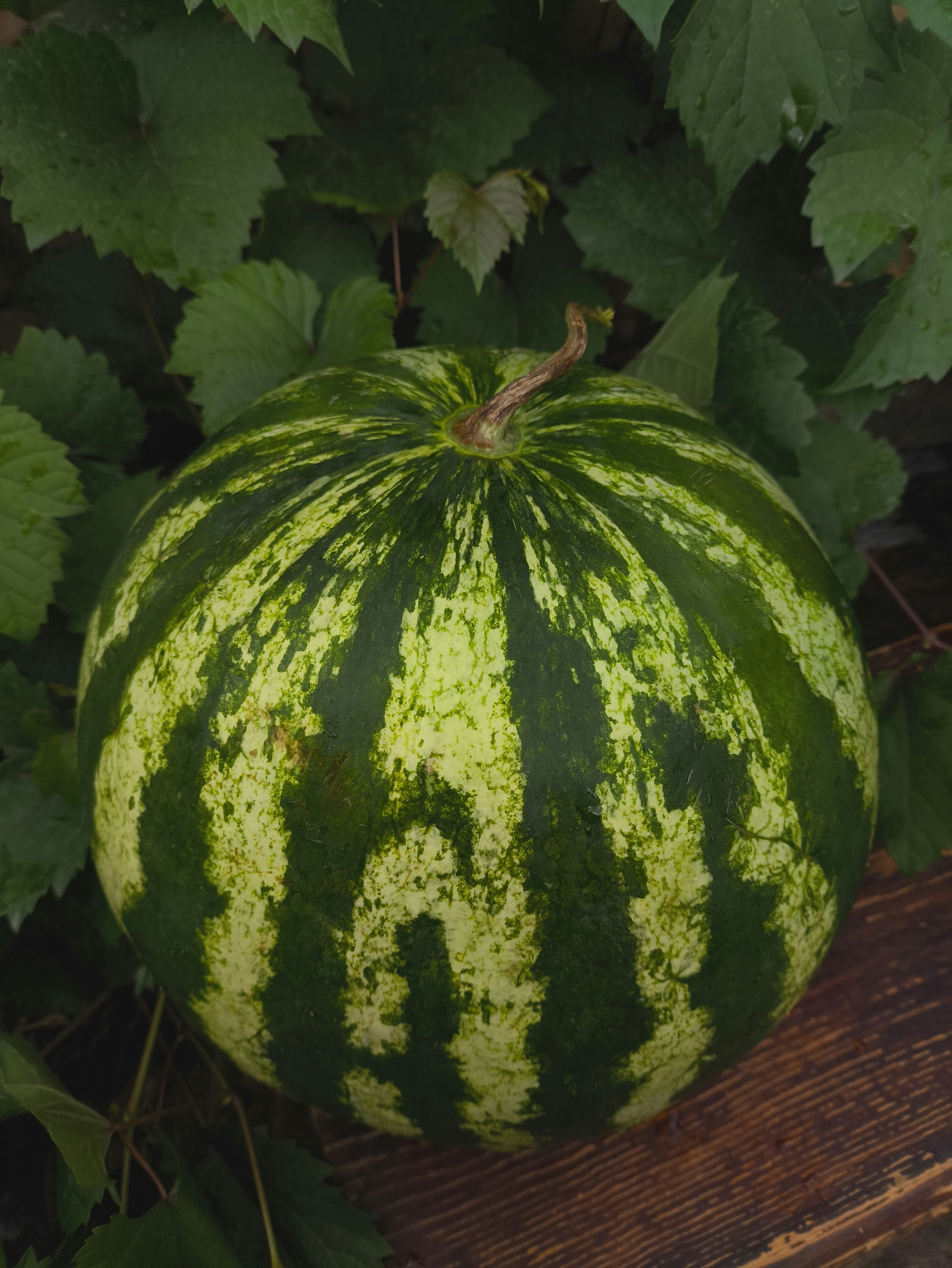 Une pastèque rayée entière repose sur du bois aux feuilles vertes.