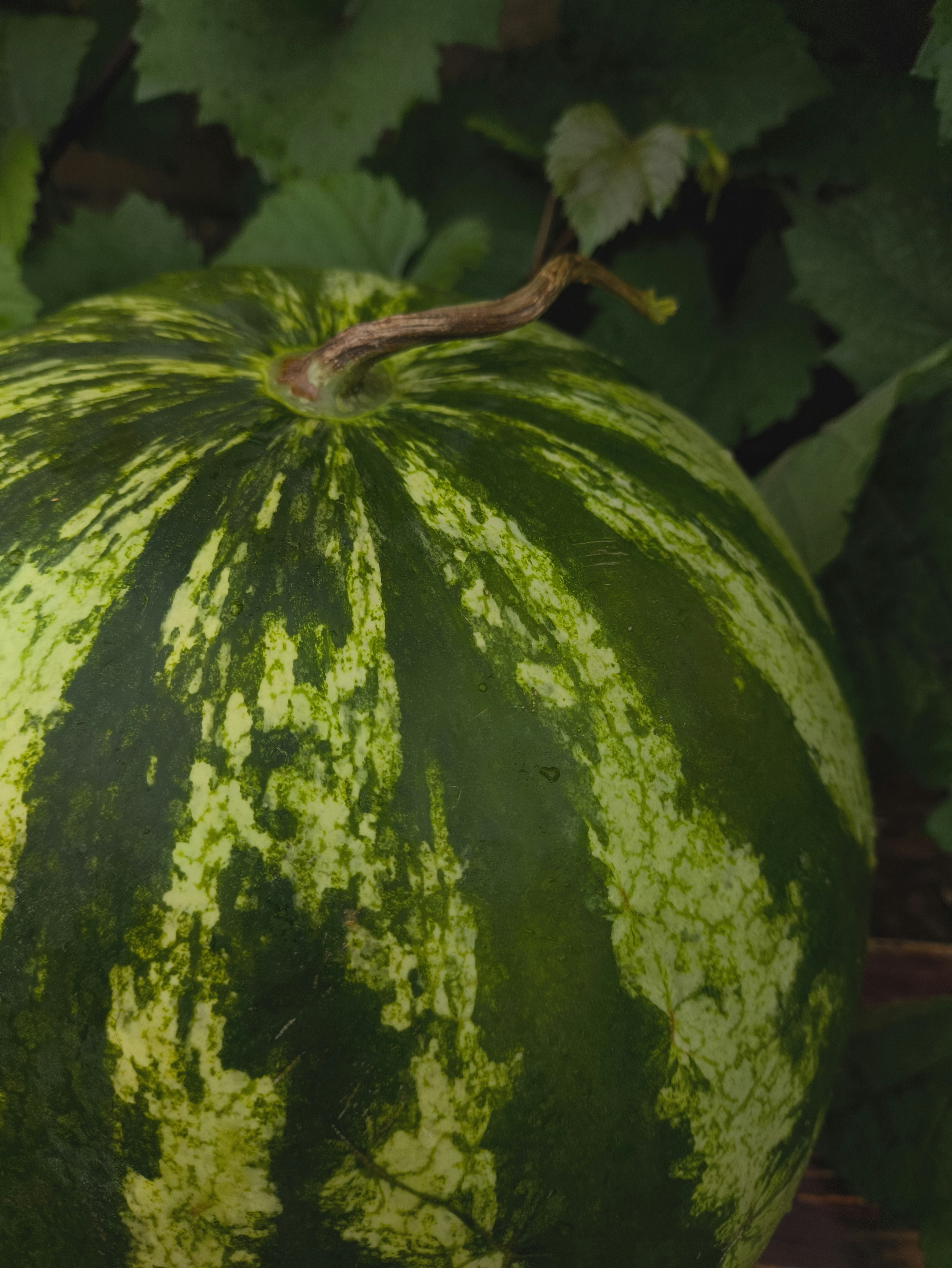 Une pastèque rayée verte poussant sur une vigne.