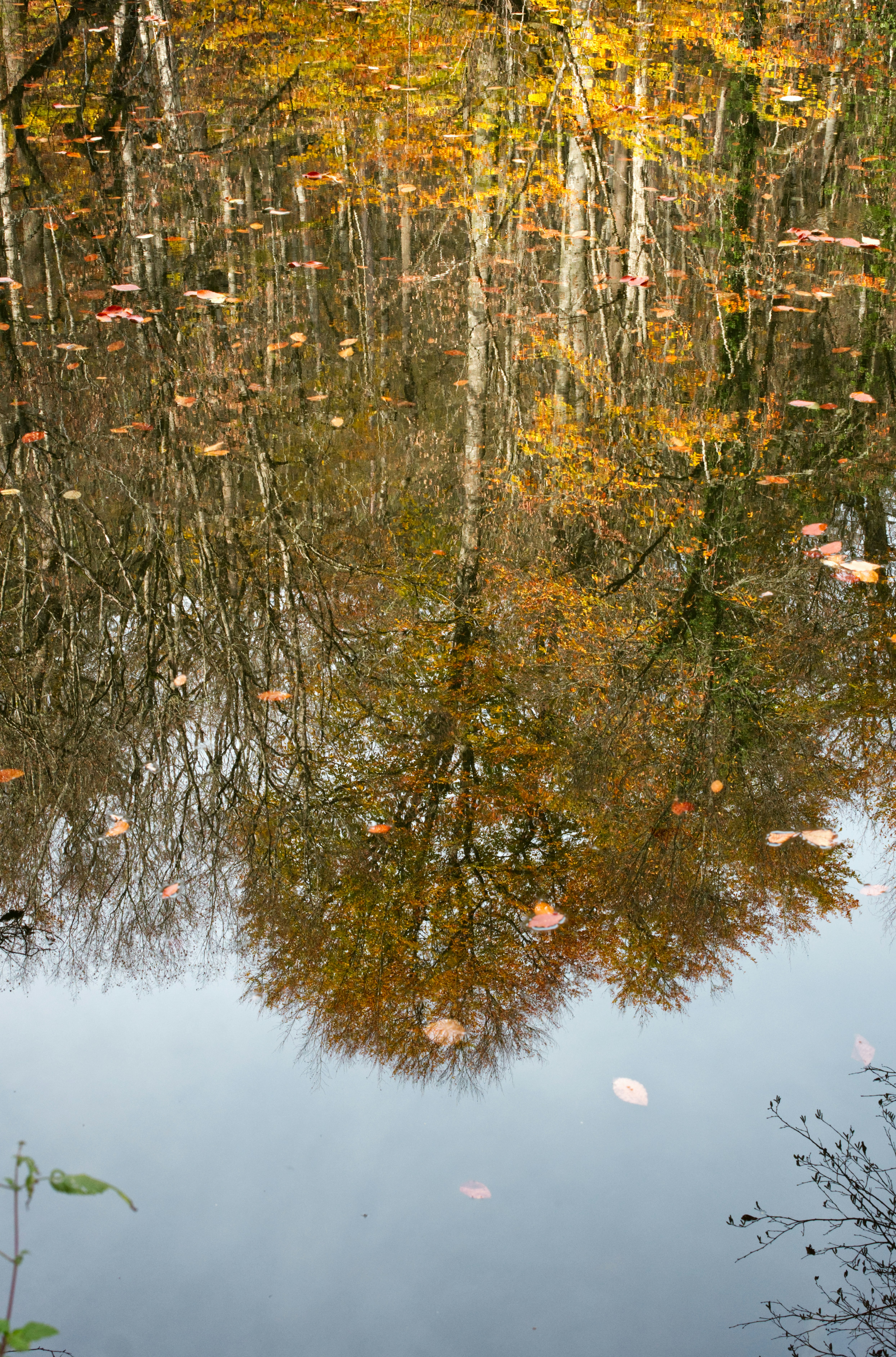 Herbstbäume spiegeln sich im ruhigen Wasser mit treibenden Blättern.