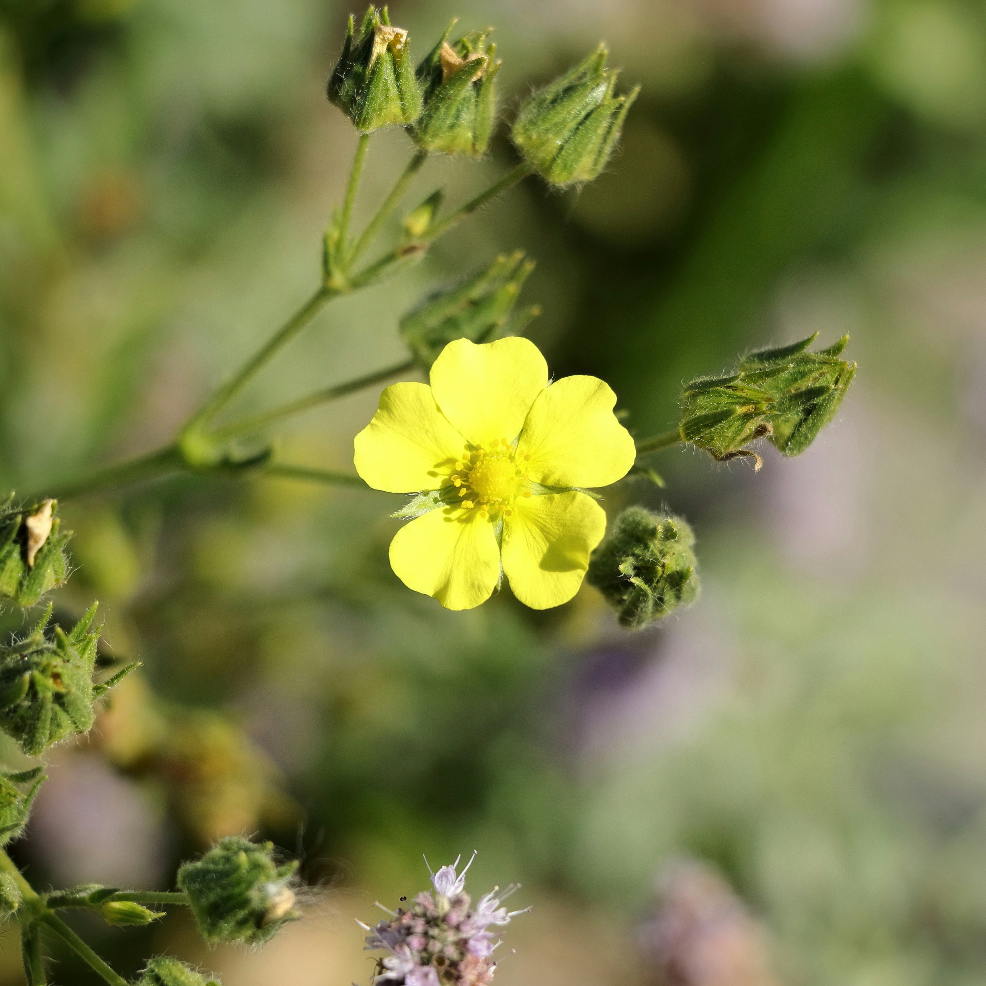 Una pequeña flor amarilla rodeada de capullos verdes.