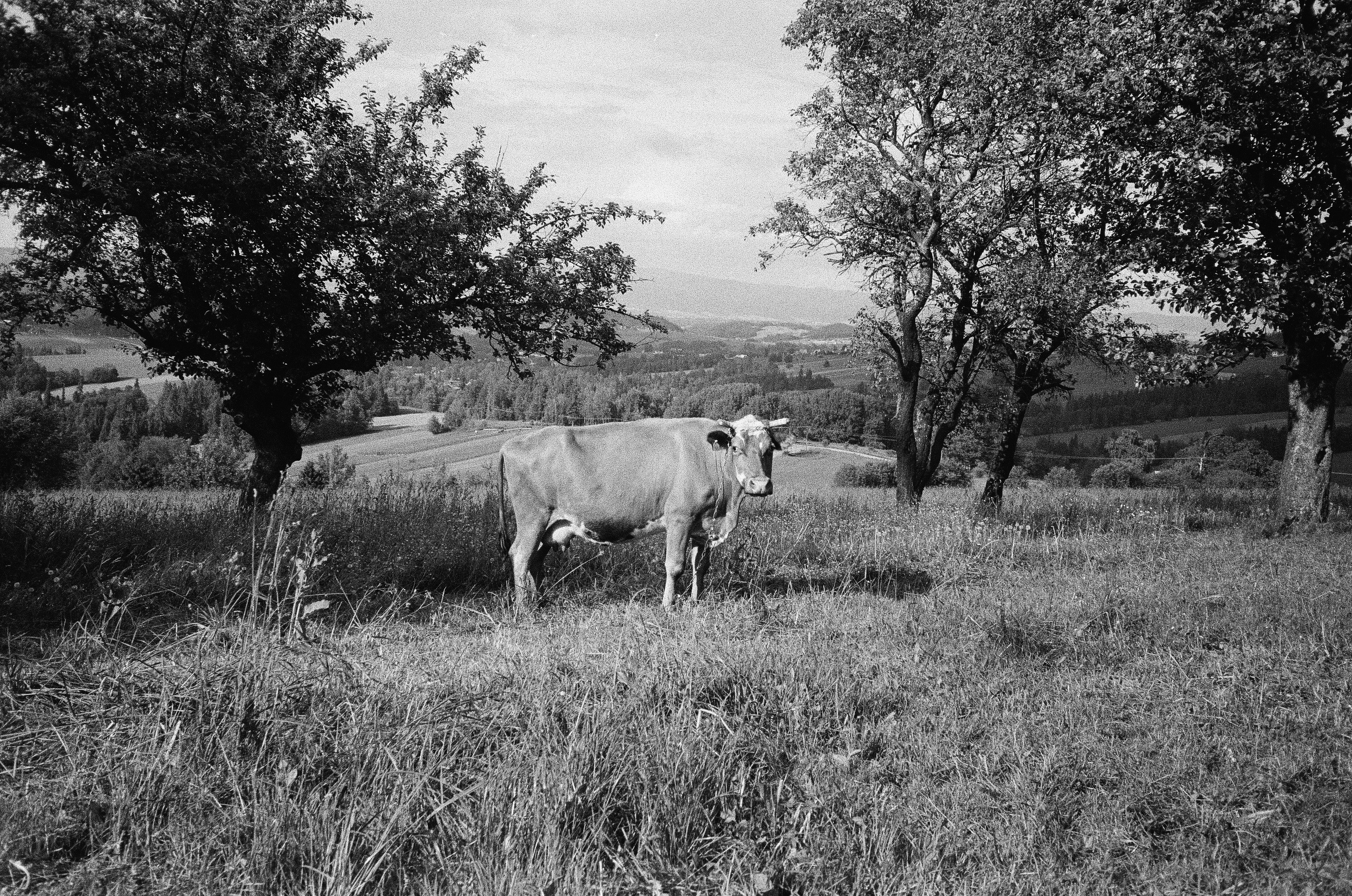 A cow stands in a grassy field with trees